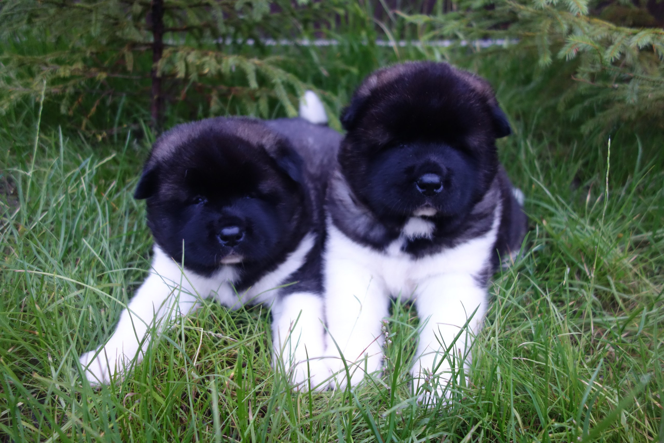 Помет И общее. AMERICAN AKITA RUBYLIGHT KENNEL I SHIBA-INU