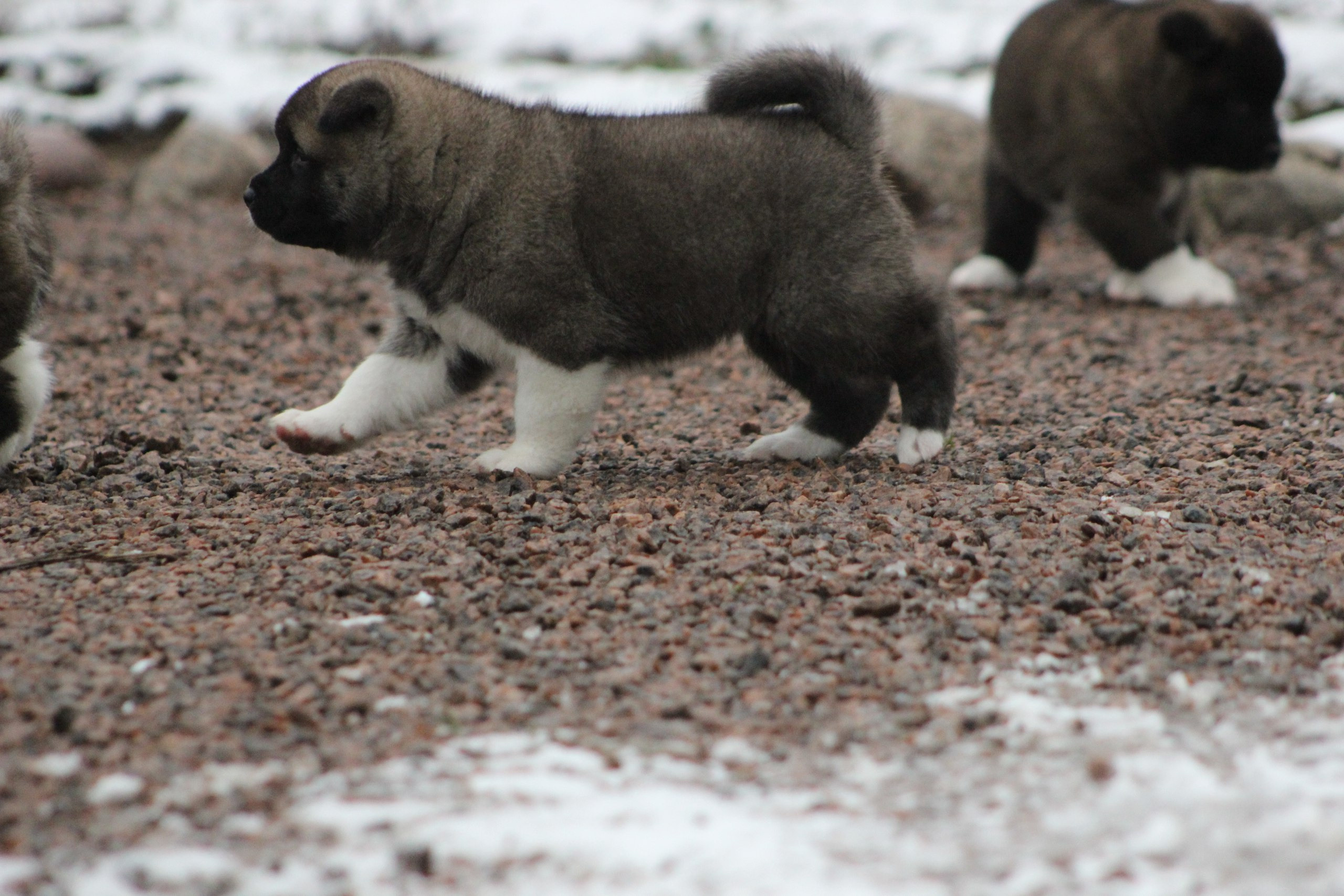 Svargas Dancing in the rain. AMERICAN AKITA RUBYLIGHT KENNEL I SHIBA-INU