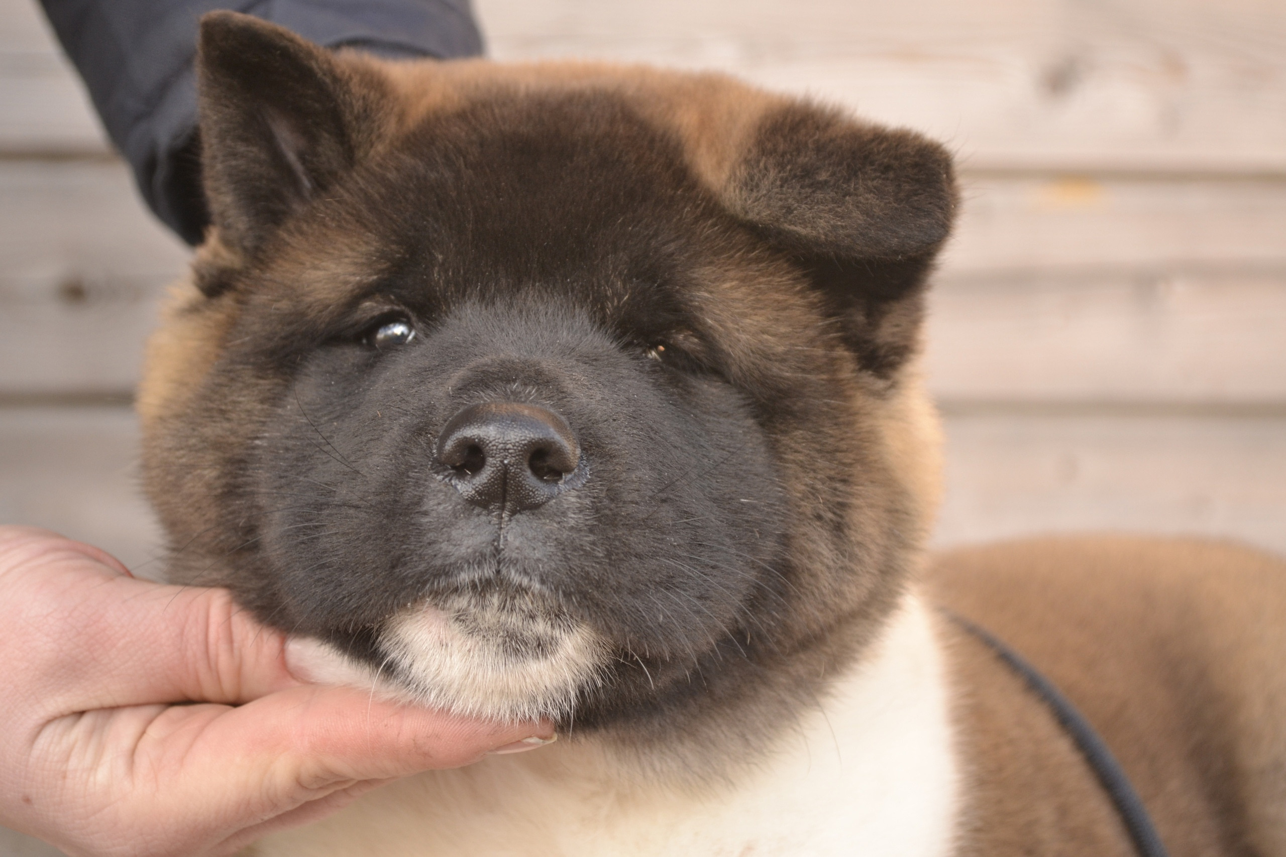 Щенки американской акиты питомник