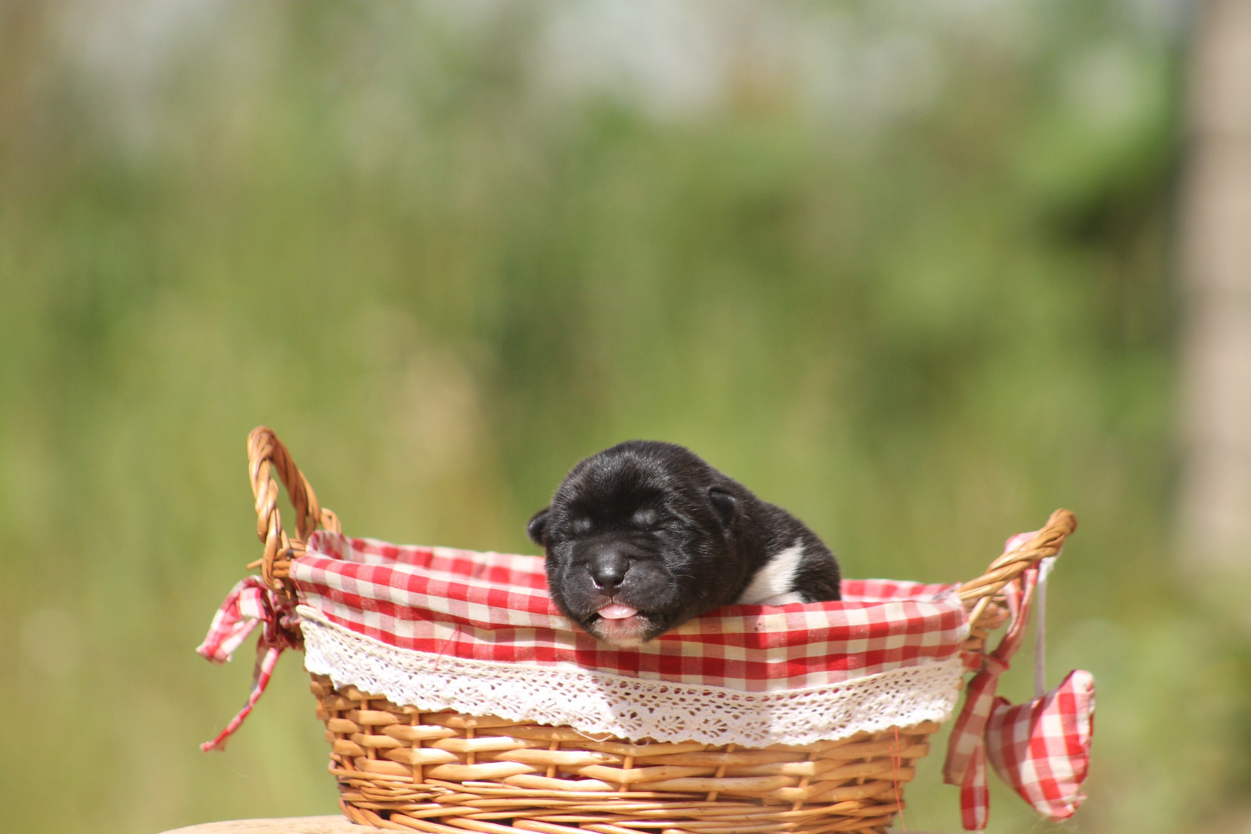 Помет И общее. AMERICAN AKITA RUBYLIGHT KENNEL I SHIBA-INU