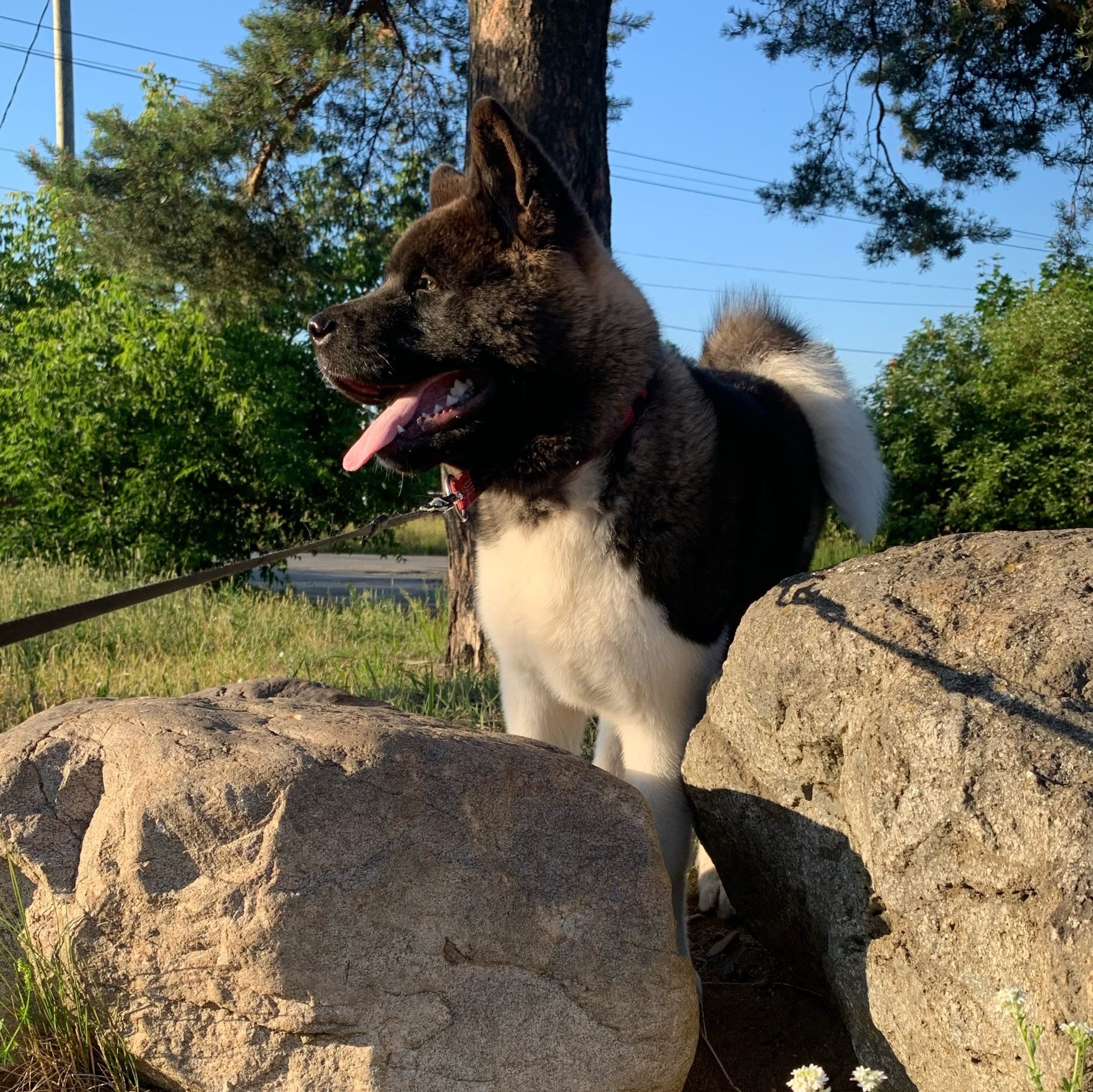 Американская акита щенки питомник