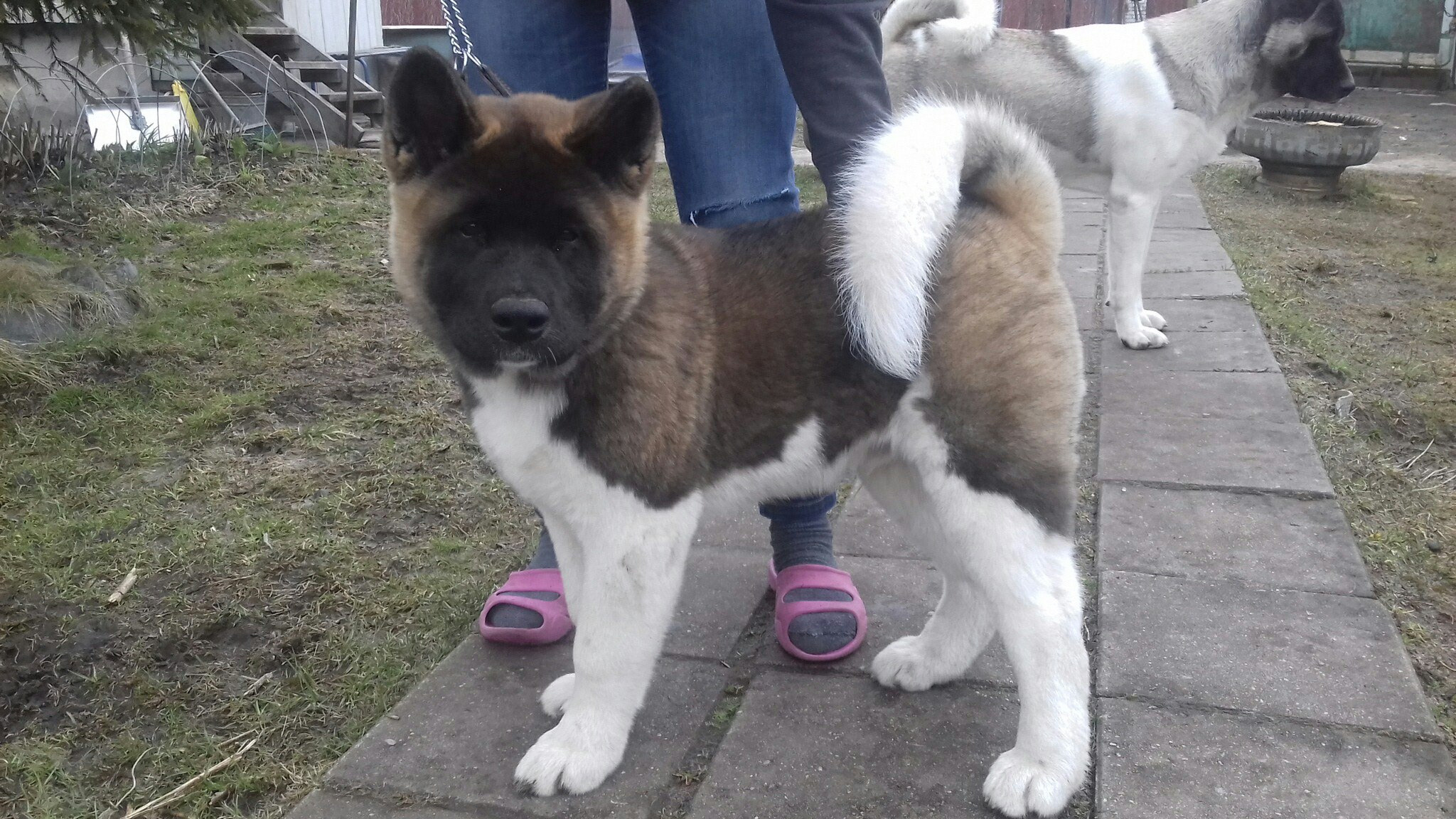 Американская акита питомник RUBYLIGHT. Американская акита I Сиба ину I Питомник RUBYLIGHT