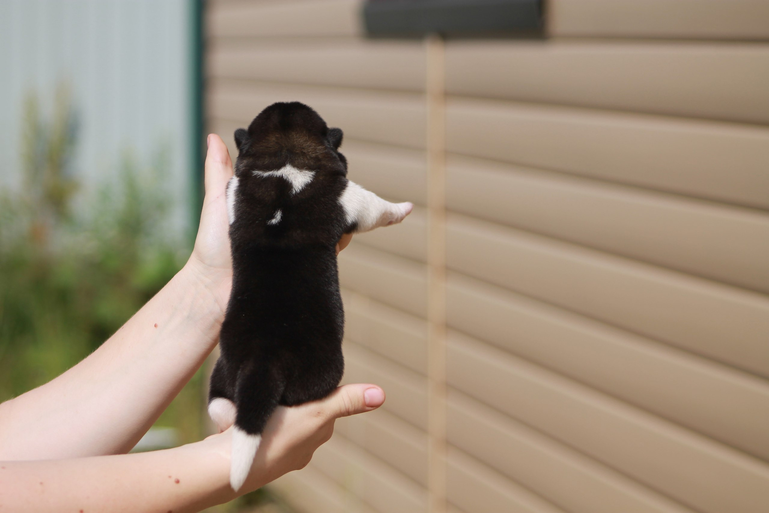 Помет И общее. AMERICAN AKITA RUBYLIGHT KENNEL I SHIBA-INU