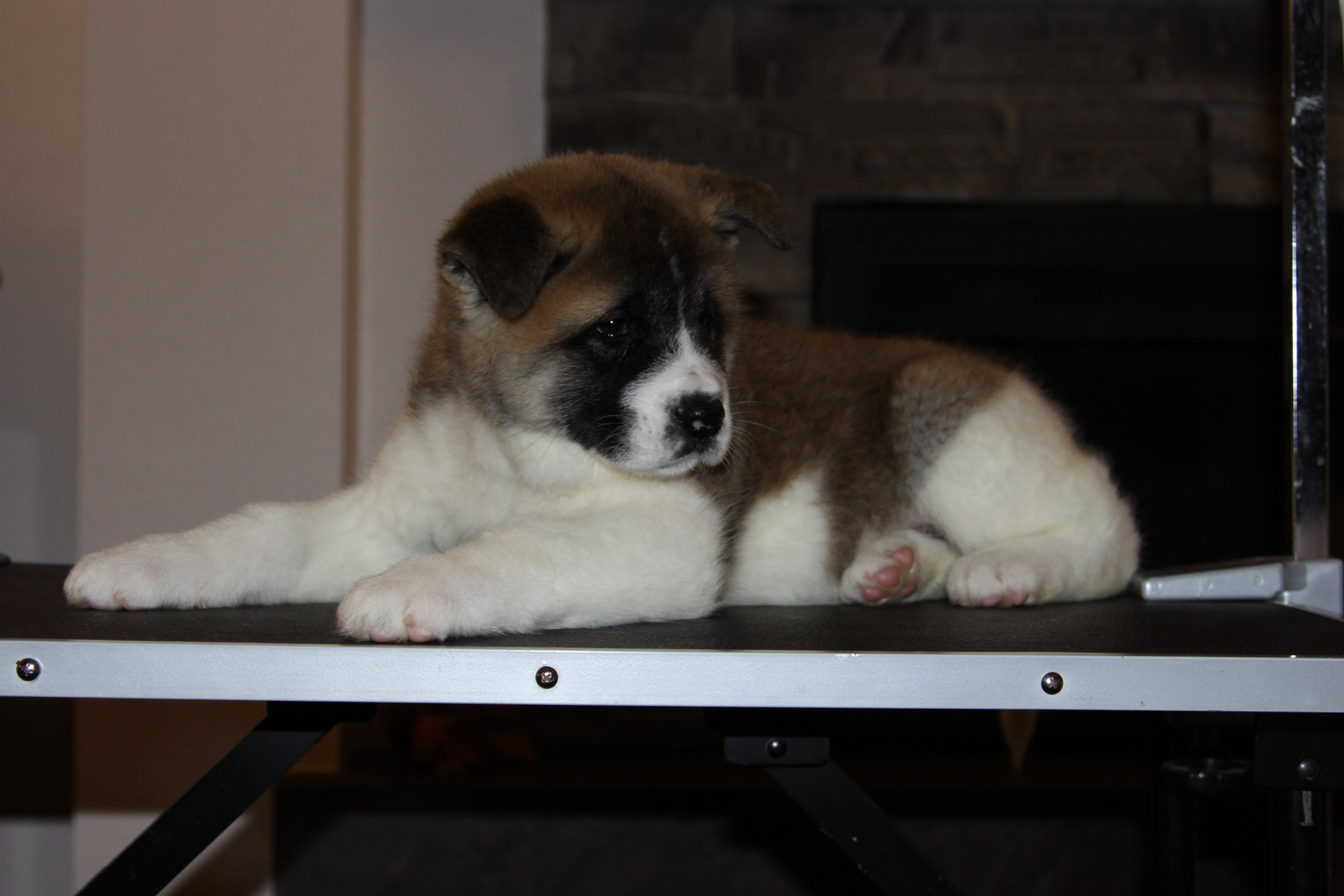 Щенки американской акиты питомник RUBYLIGHT Помет «E» Дата рождения 01.12.2019 г. Отец: NATIVEBEAR ZENNON FLY Мать: SVARGAS OCEAN LOVE  