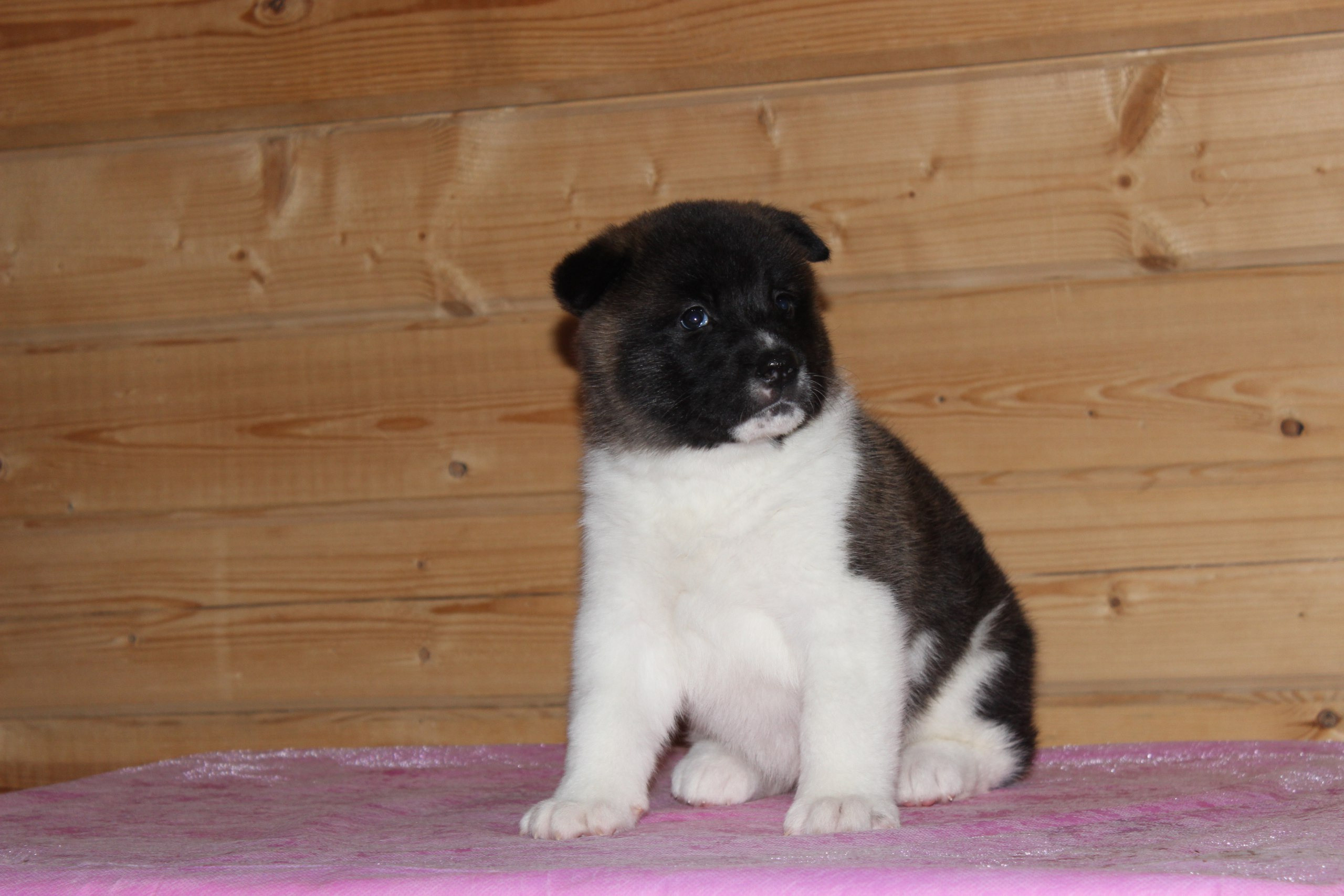 Svargas Domino * Даки. AMERICAN AKITA RUBYLIGHT KENNEL I SHIBA-INU