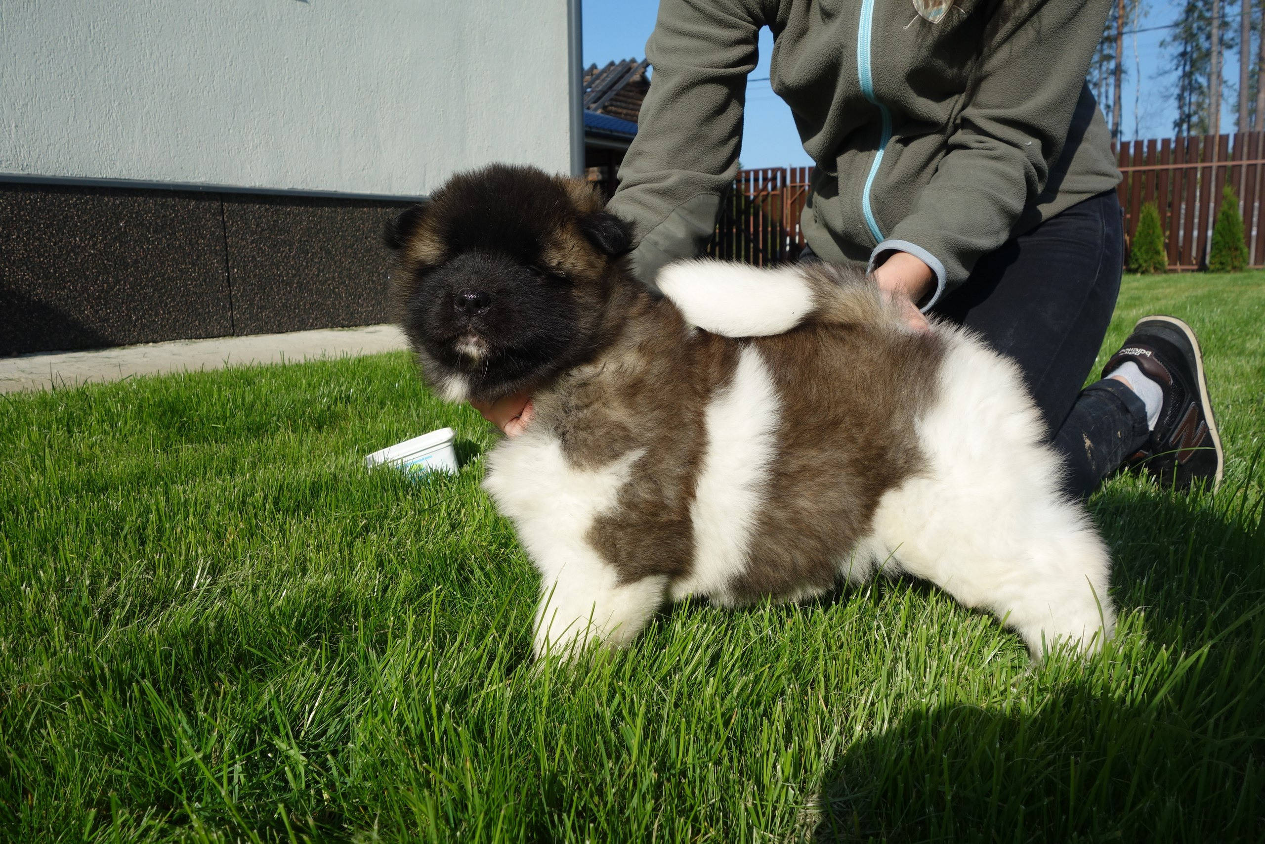 Американская акита питомник RUBYLIGHT. Американская акита I Сиба ину I Питомник RUBYLIGHT