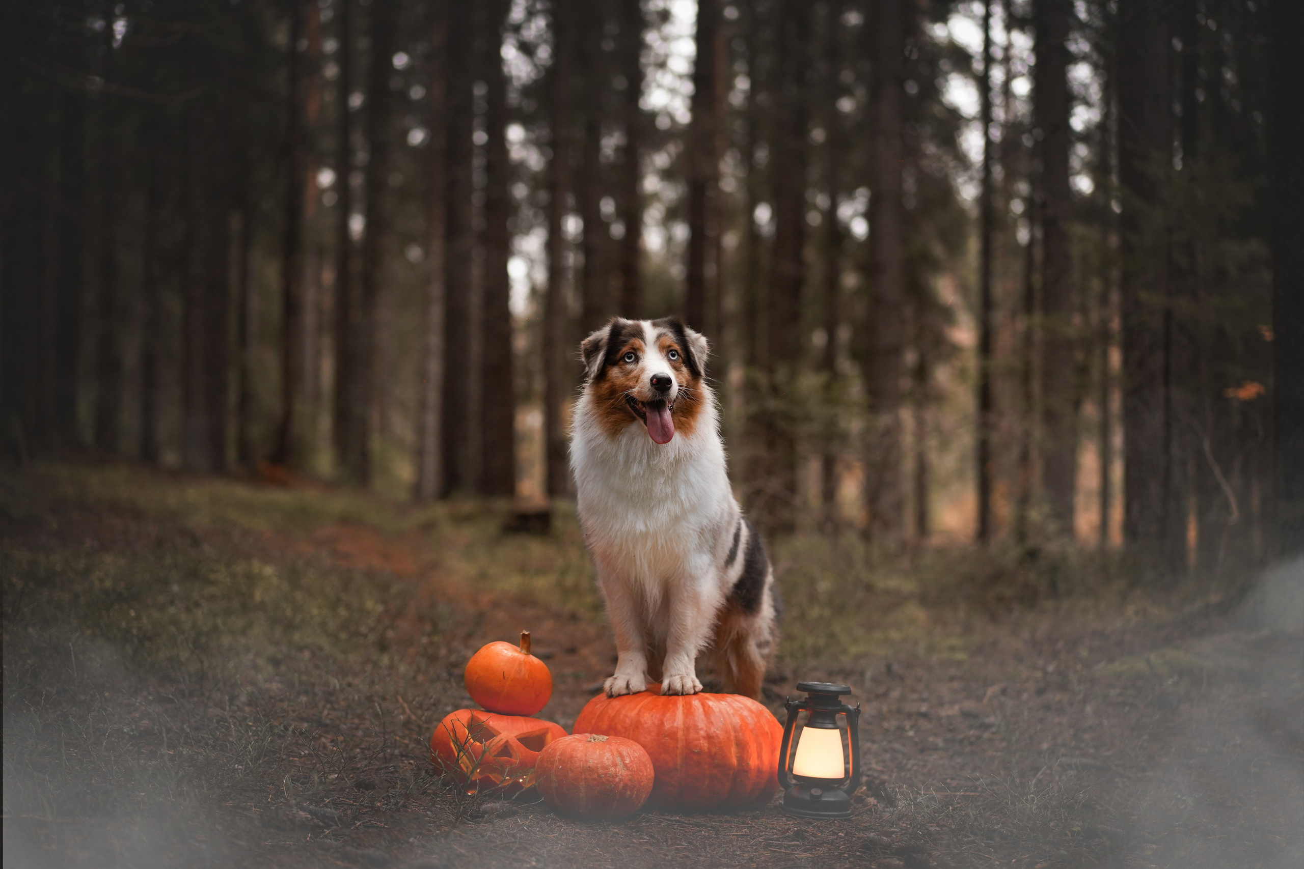Аусси Хэллоуин 24. Фотограф-анималист в Санкт-Петербурге Яна Мартынова