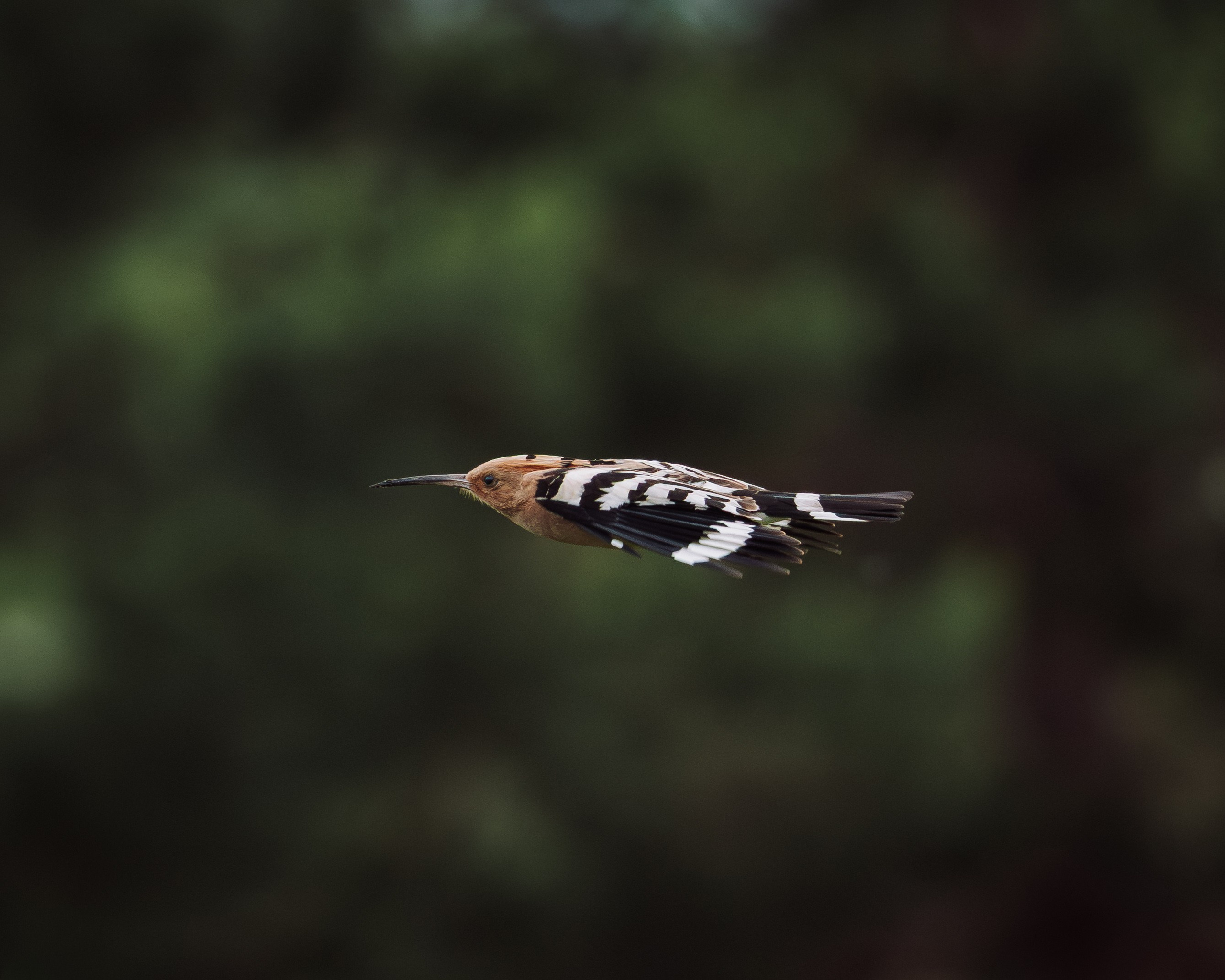 Voronezh 2026. Anton Chernov | Wildlife photographer