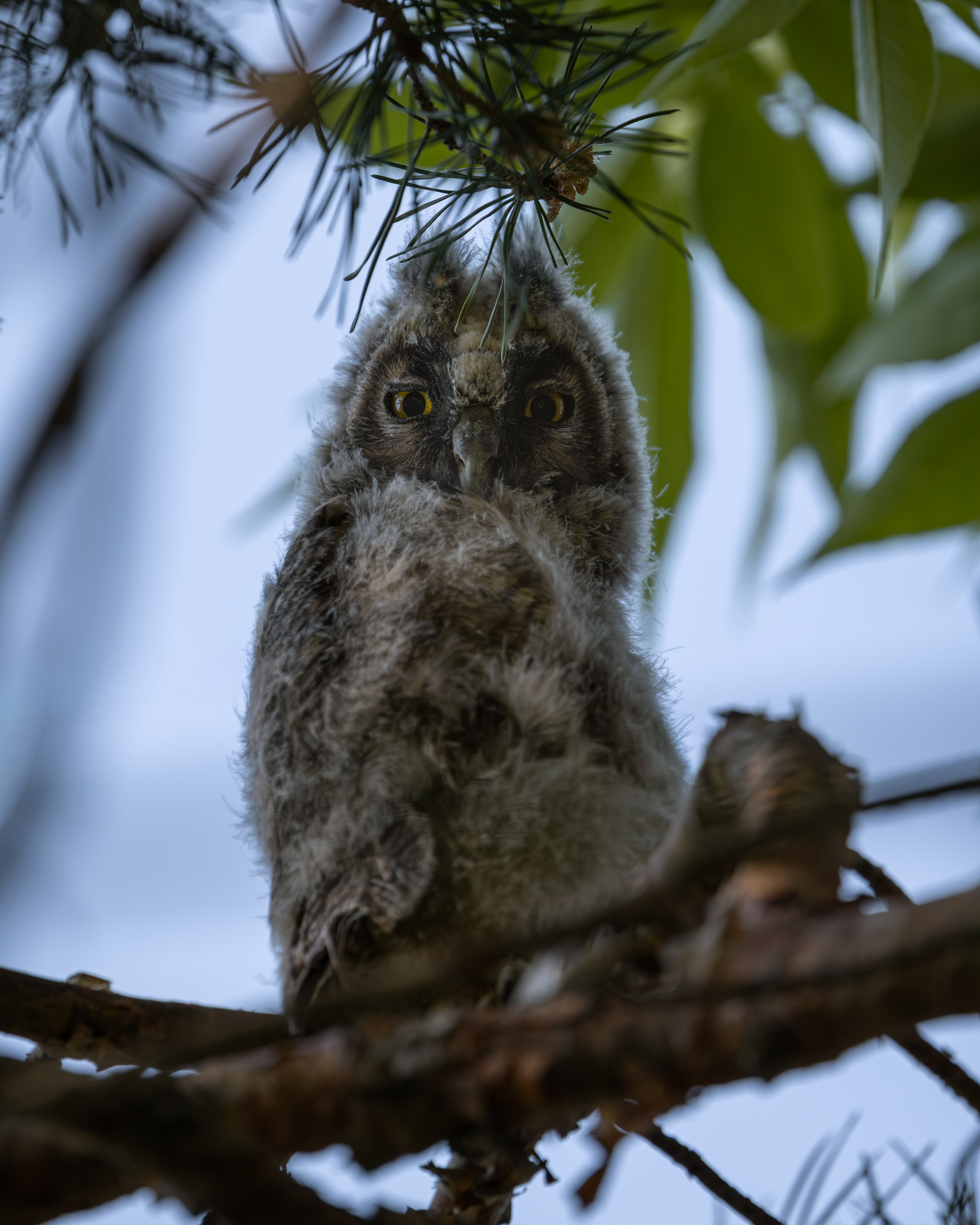 Voronezh 2026. Anton Chernov | Wildlife photographer