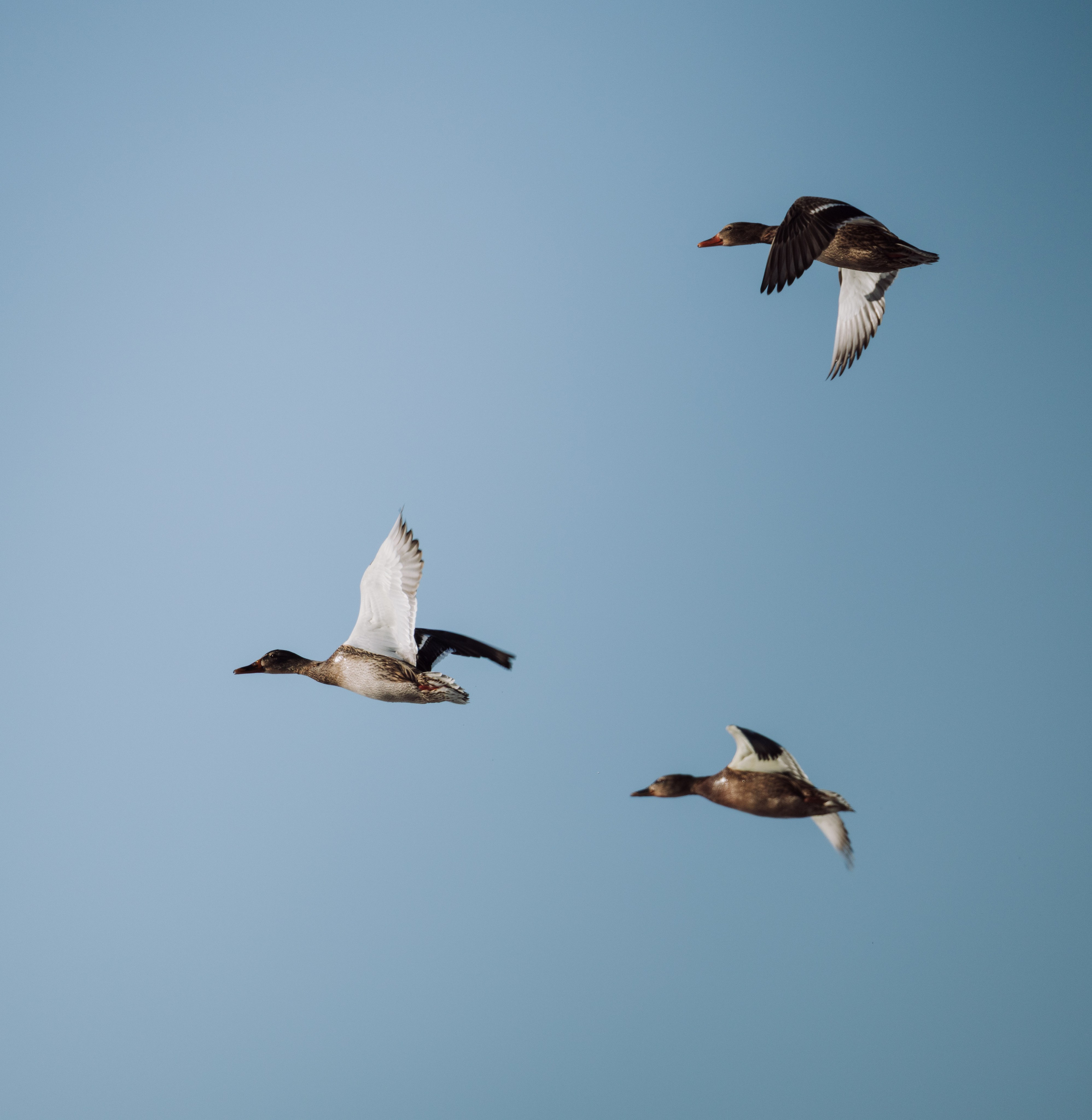 Voronezh 2026. Anton Chernov | Wildlife photographer