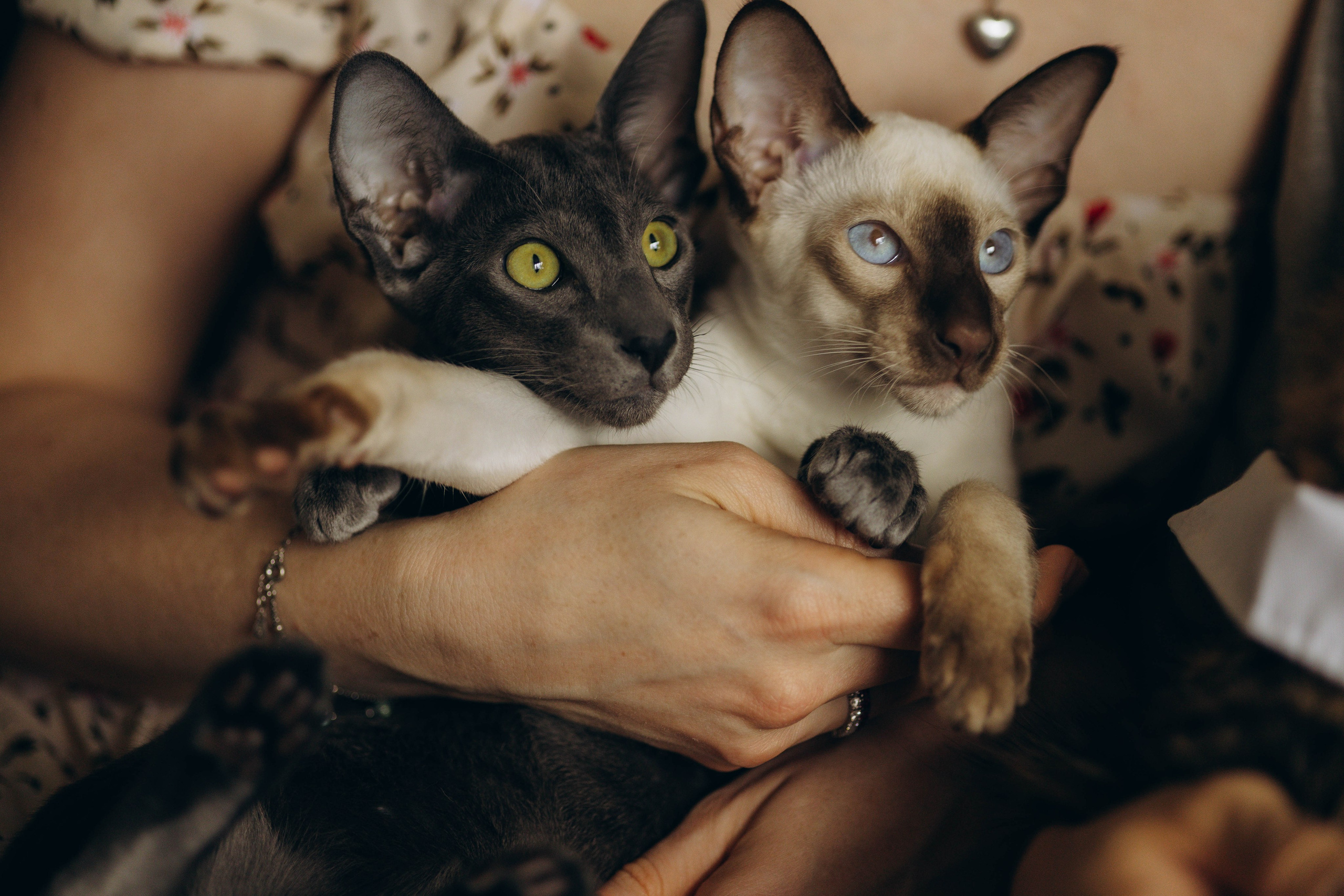 Аня, Костя и котики. Фотограф Саратов