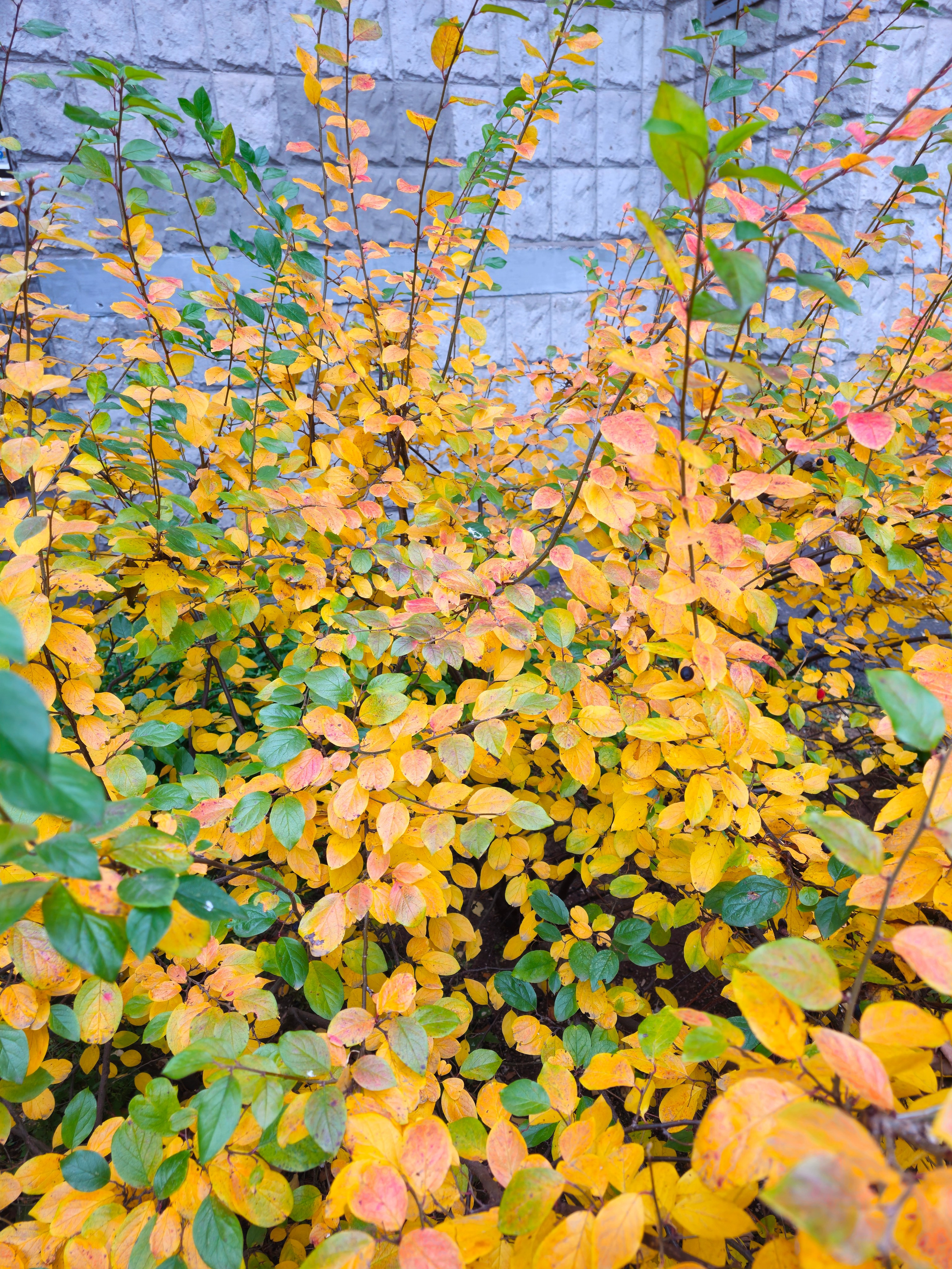 Осенний куст с ягодами и пестрой листвой. Куст с яркой осенней листвой желтого и зеленого цветов и мелкими темными ягодами, на фоне серой каменной кладки. Описание: Крупный план куста с мелкими округлыми листьями, которые приобрели яркие оттенки желтого, оранжевого и зеленого. На ветках видны мелкие темные ягоды. На заднем плане — серая кирпичная стена.