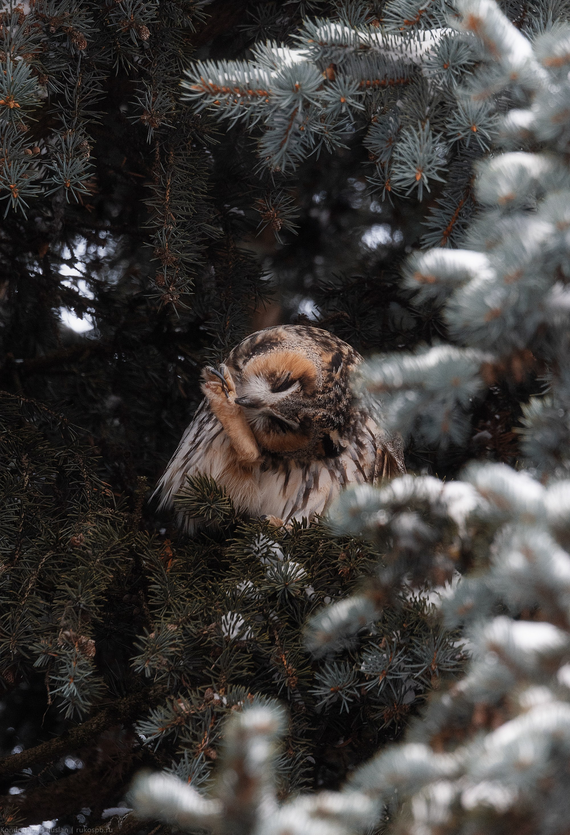 Ушастая сова. Архитектурный и пейзажный фотограф Кондратенко Руслан, Санкт-Петербург
