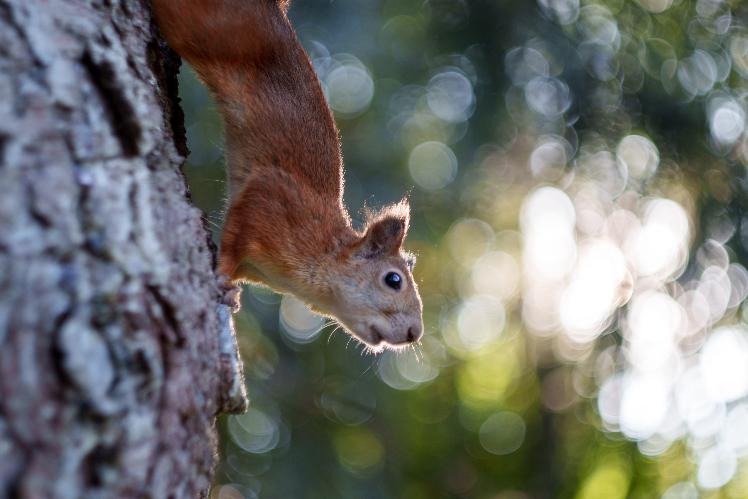 Животные. Фотограф в Санкт-Петербурге Ибрагимова Алина