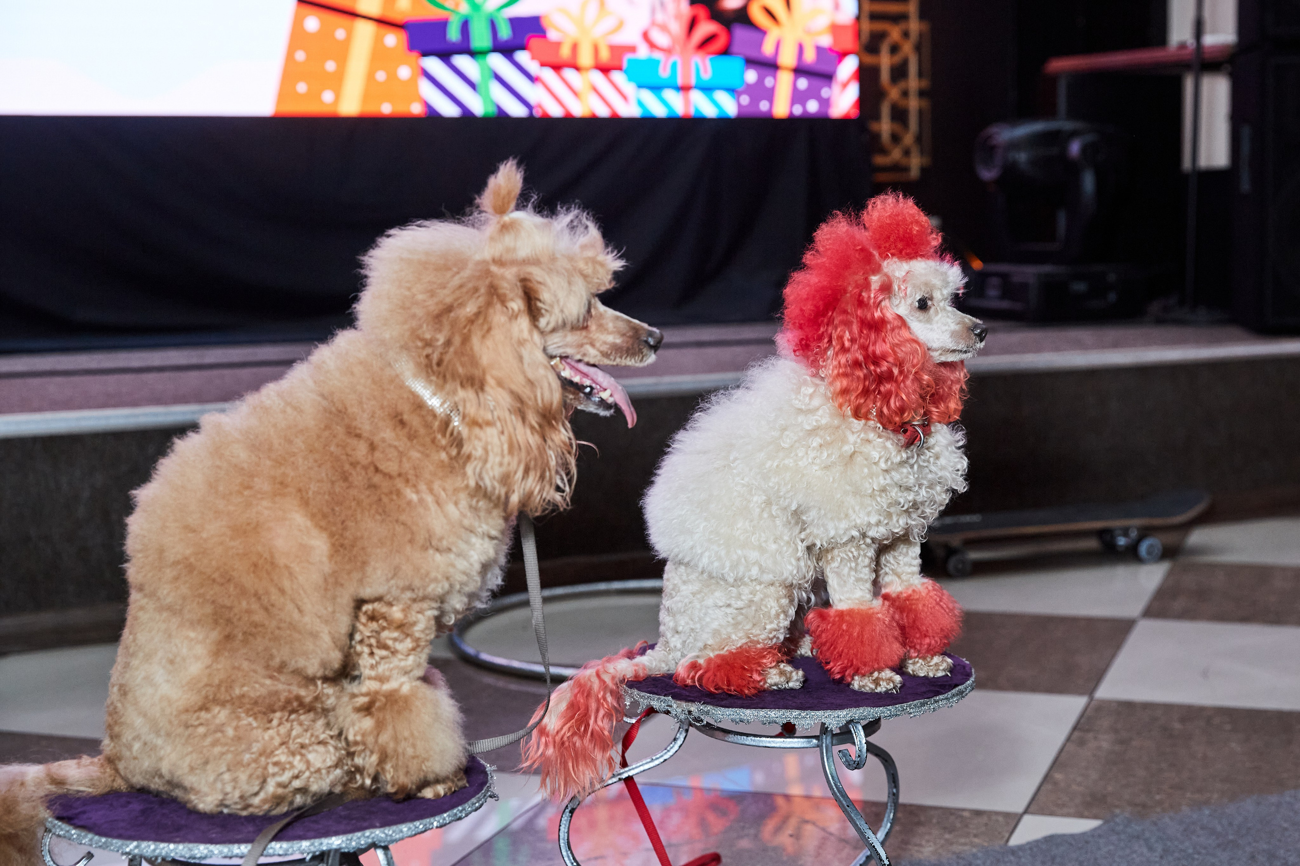 Большой День рождения девочки. Budanovaphoto.ru