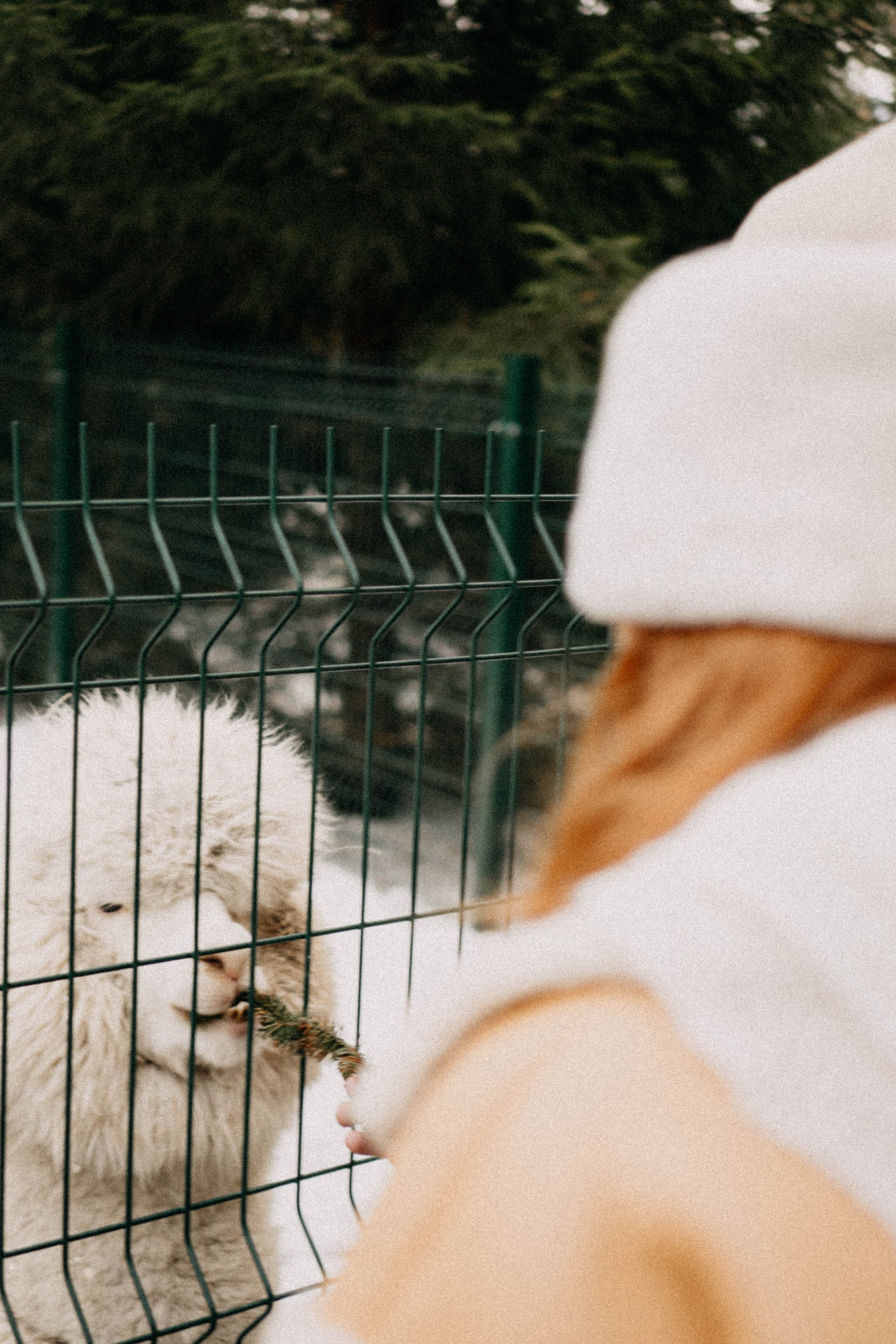Каток. Профессиональный фотограф, Санкт-Петербург — Виктория Богомолова