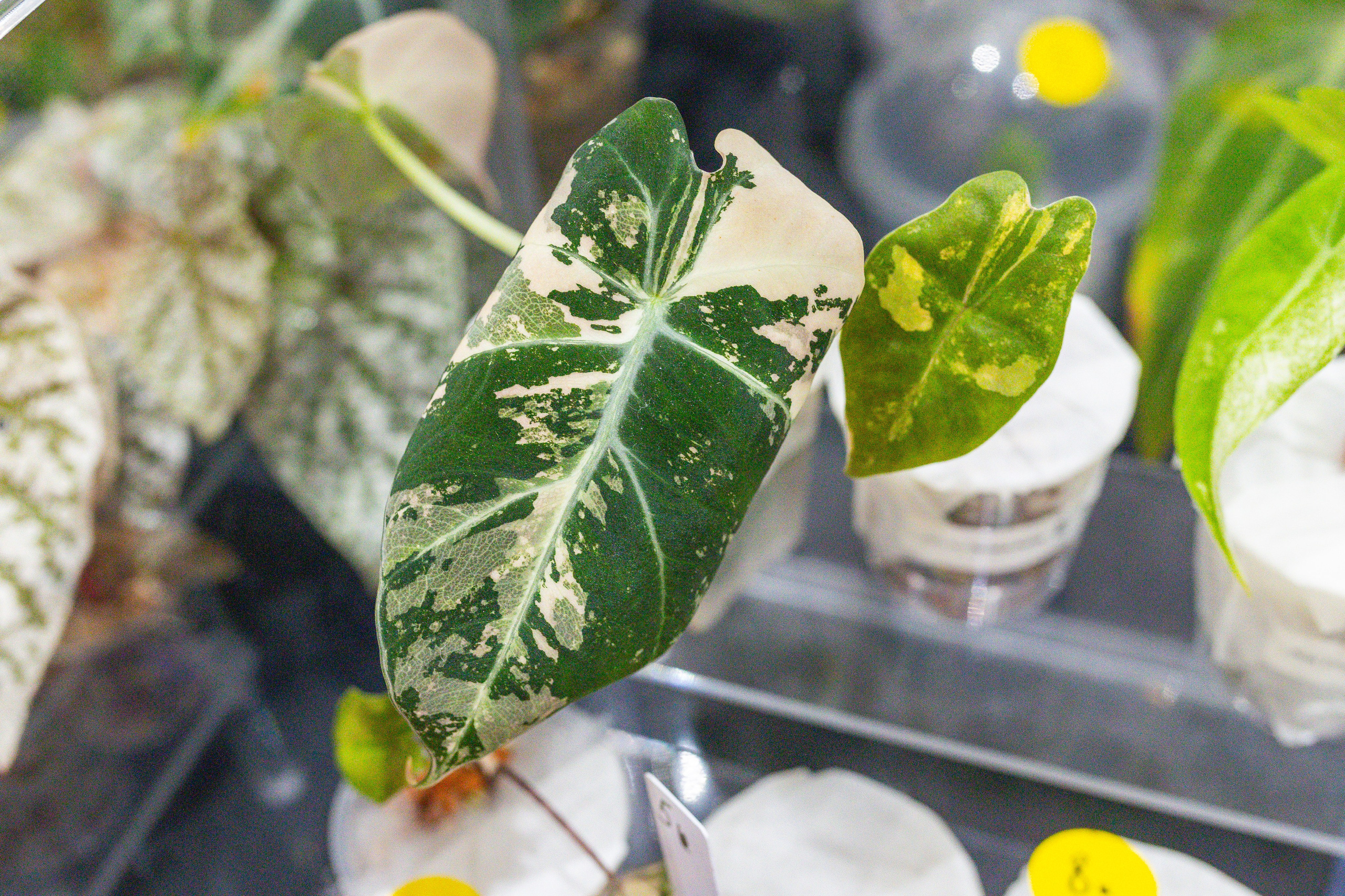 Монстериум 11–12 октября. Александра Куликова фотограф, Москва