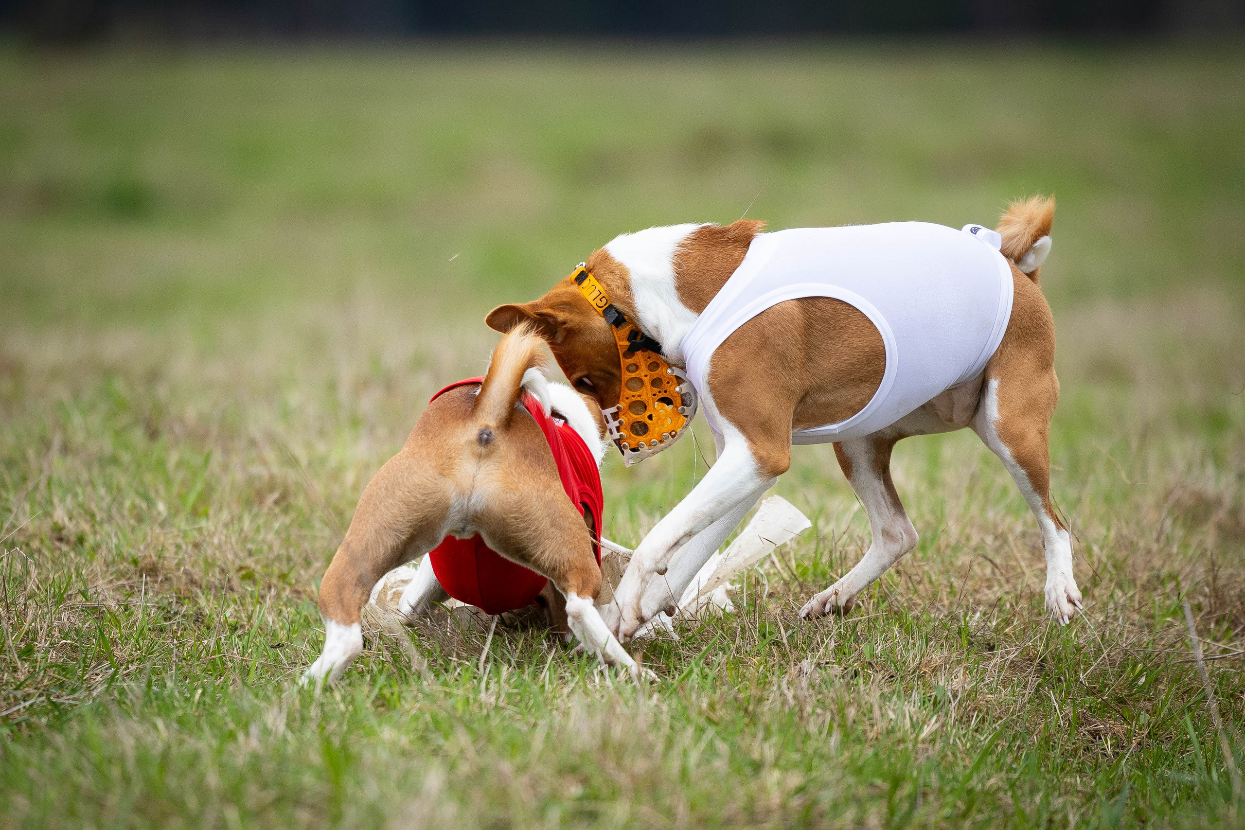 Курсинг. Фотограф Анималист в Перми Анастасия Остерман