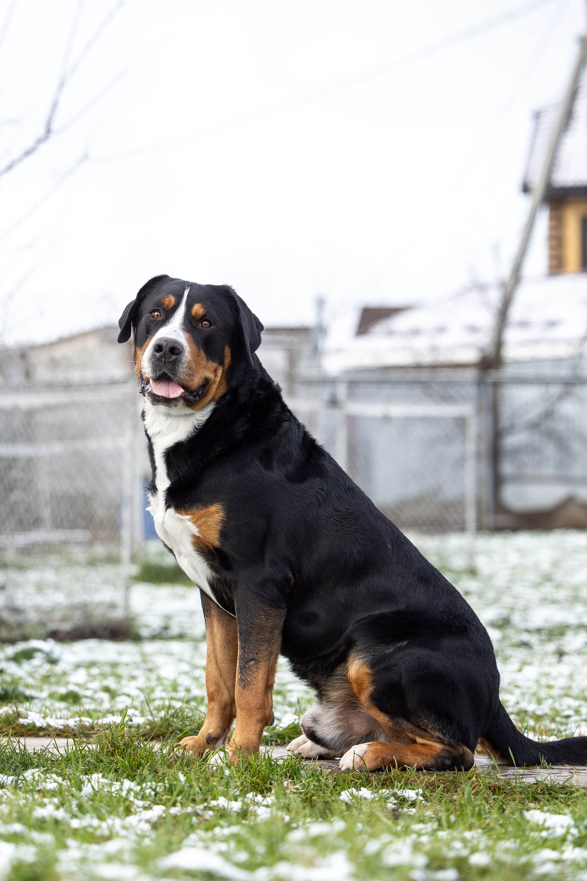 Sozvezdie Zennenhundov Markus (Маркус). Питомник Больших Швейцарских Зенненхундов в Калужской области / Москва