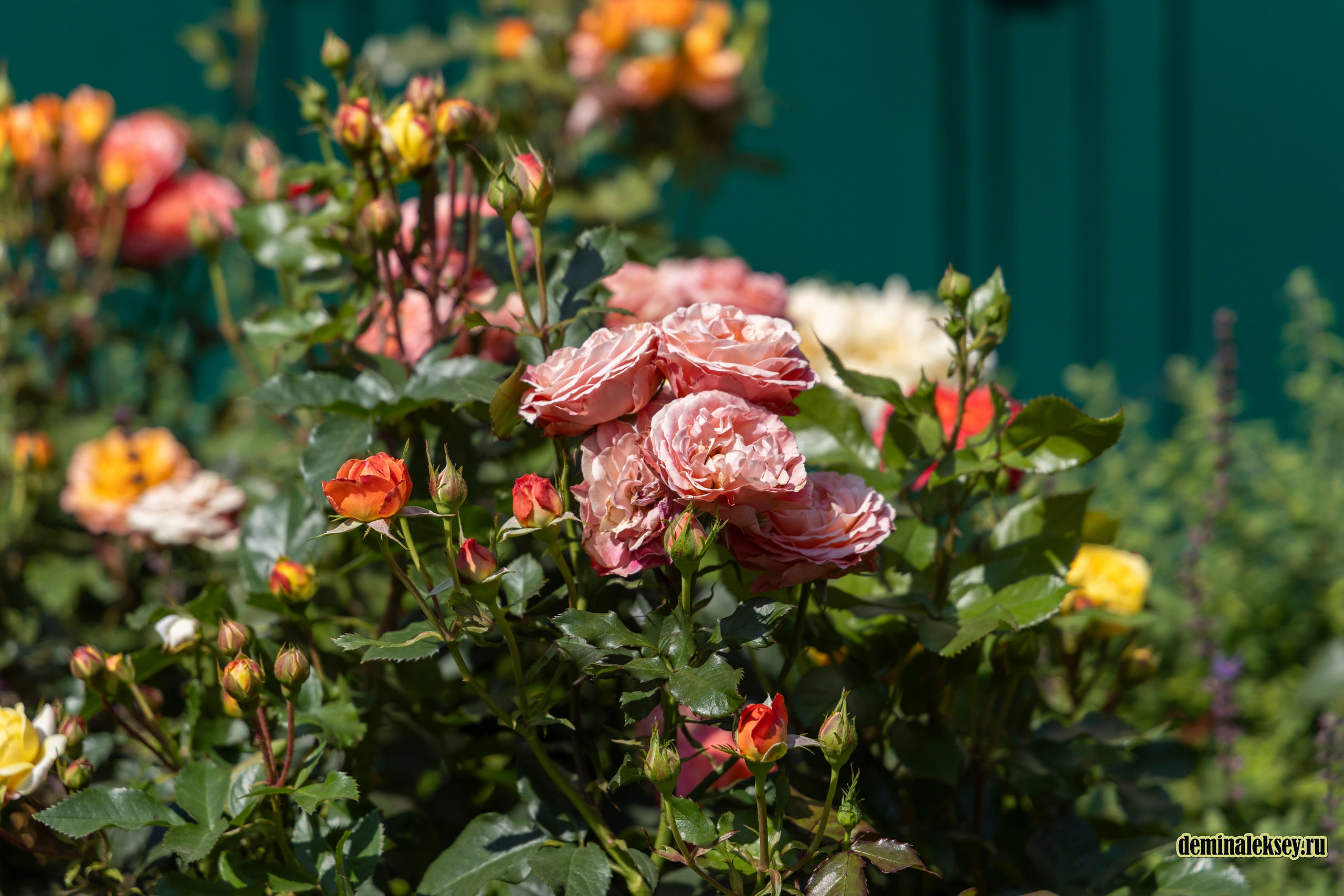 Фестиваль Дни индии на Манежной площади. Репортажный, семейный и студийный фотограф в Москве Демин Алексей