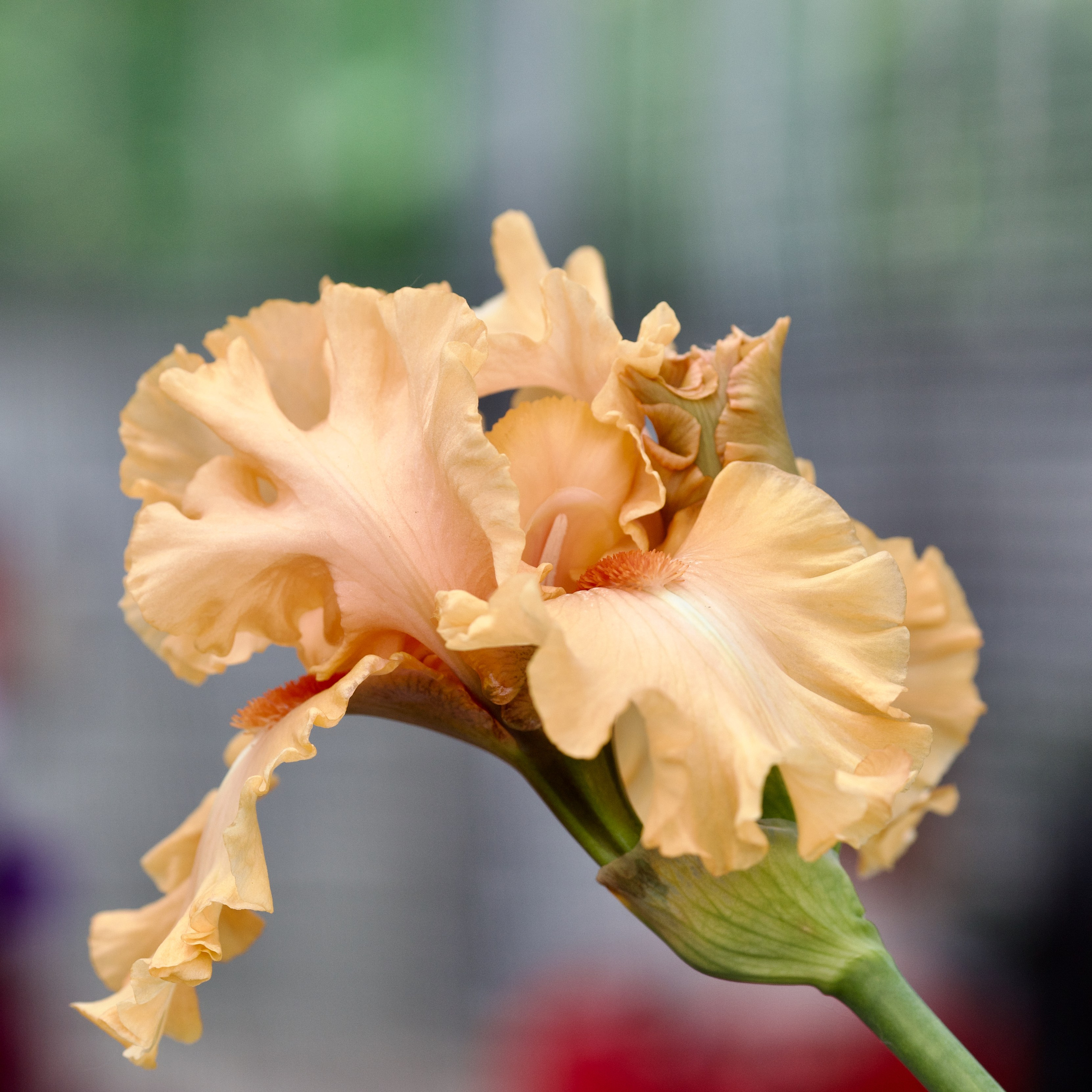 Аптекарский огород. Ирисы. Пионы. Школьные выпускные альбомы в Москве Марина Николаева