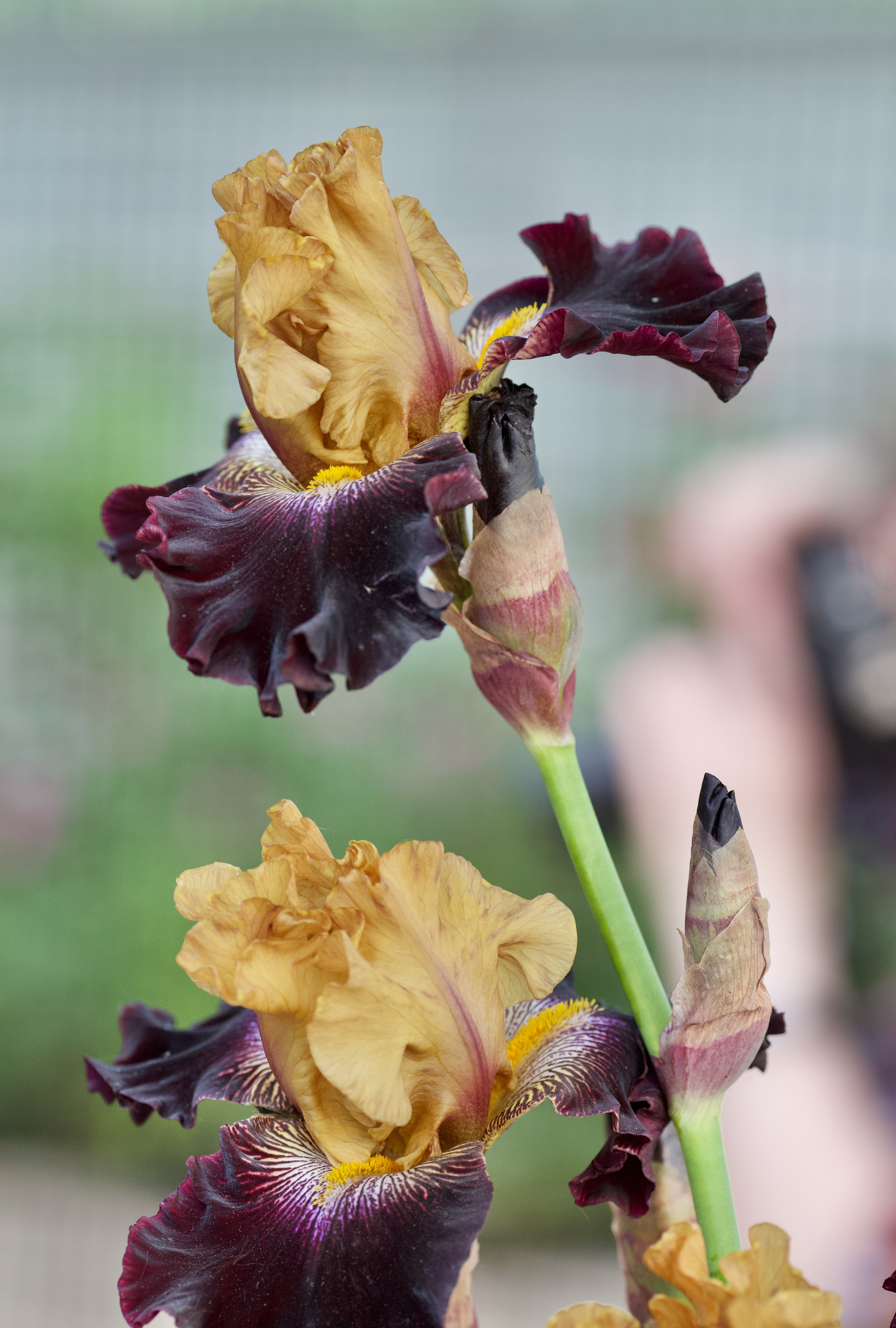 Аптекарский огород. Ирисы. Пионы. Школьные выпускные альбомы в Москве Марина Николаева