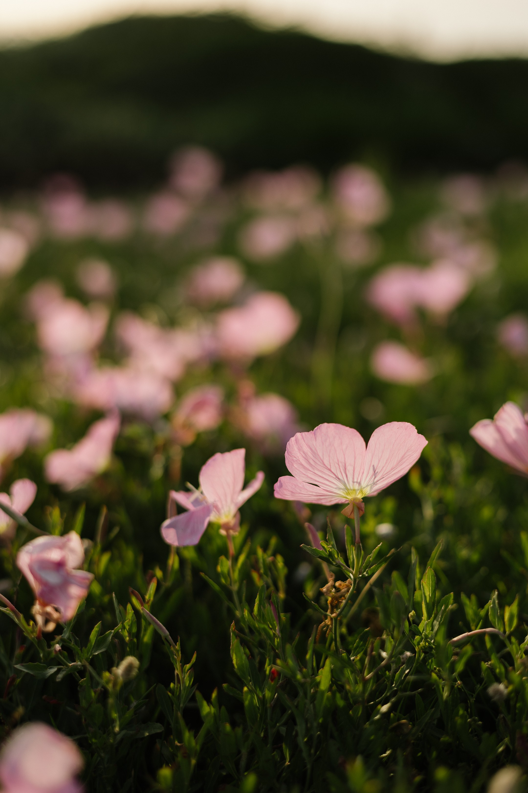 Андрей и Алёна. Портретный и репортажный фотограф в Москве Олеся Лисарк