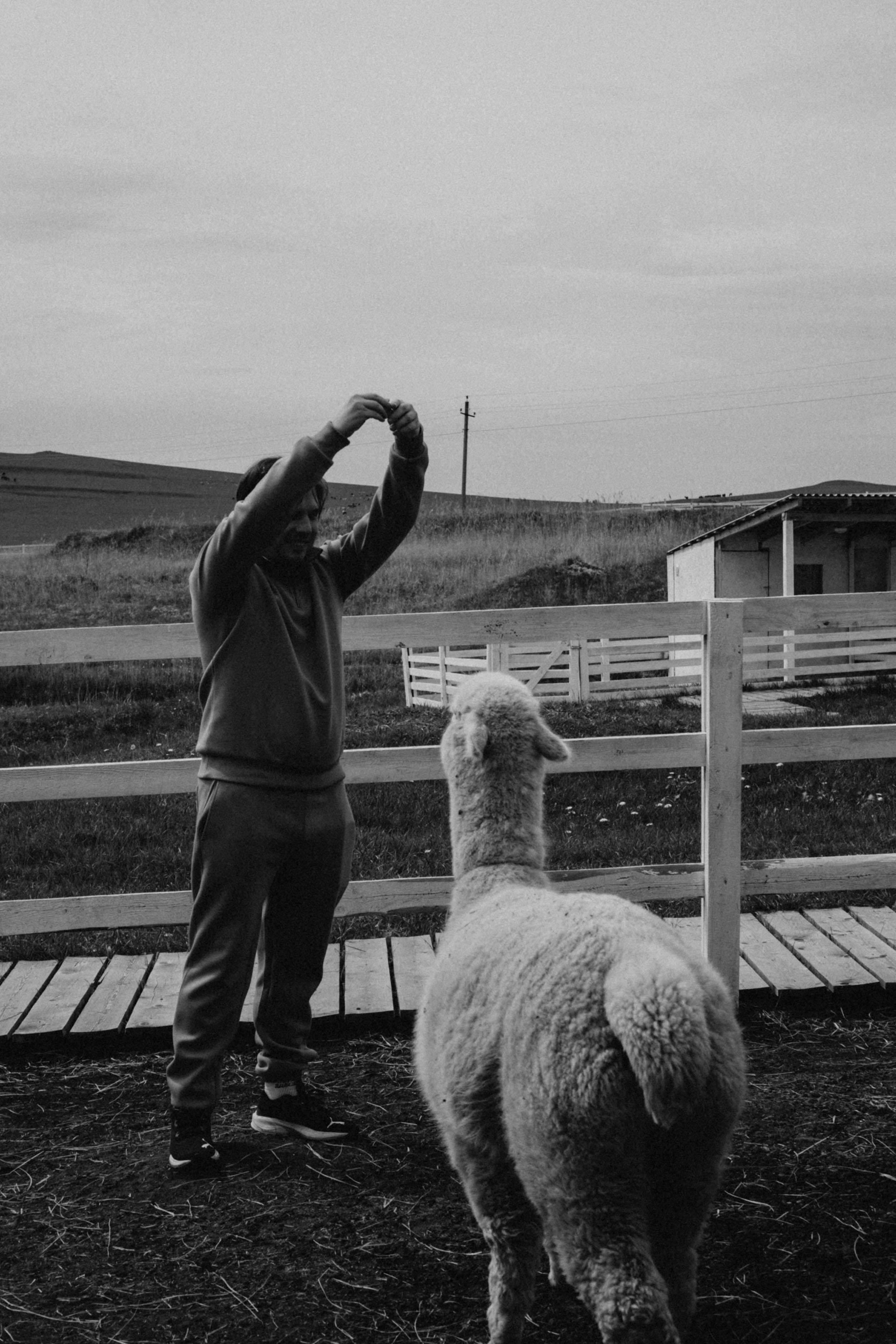 Ферма Альпак. Профессиональный фотограф, Санкт-Петербург — Виктория Богомолова