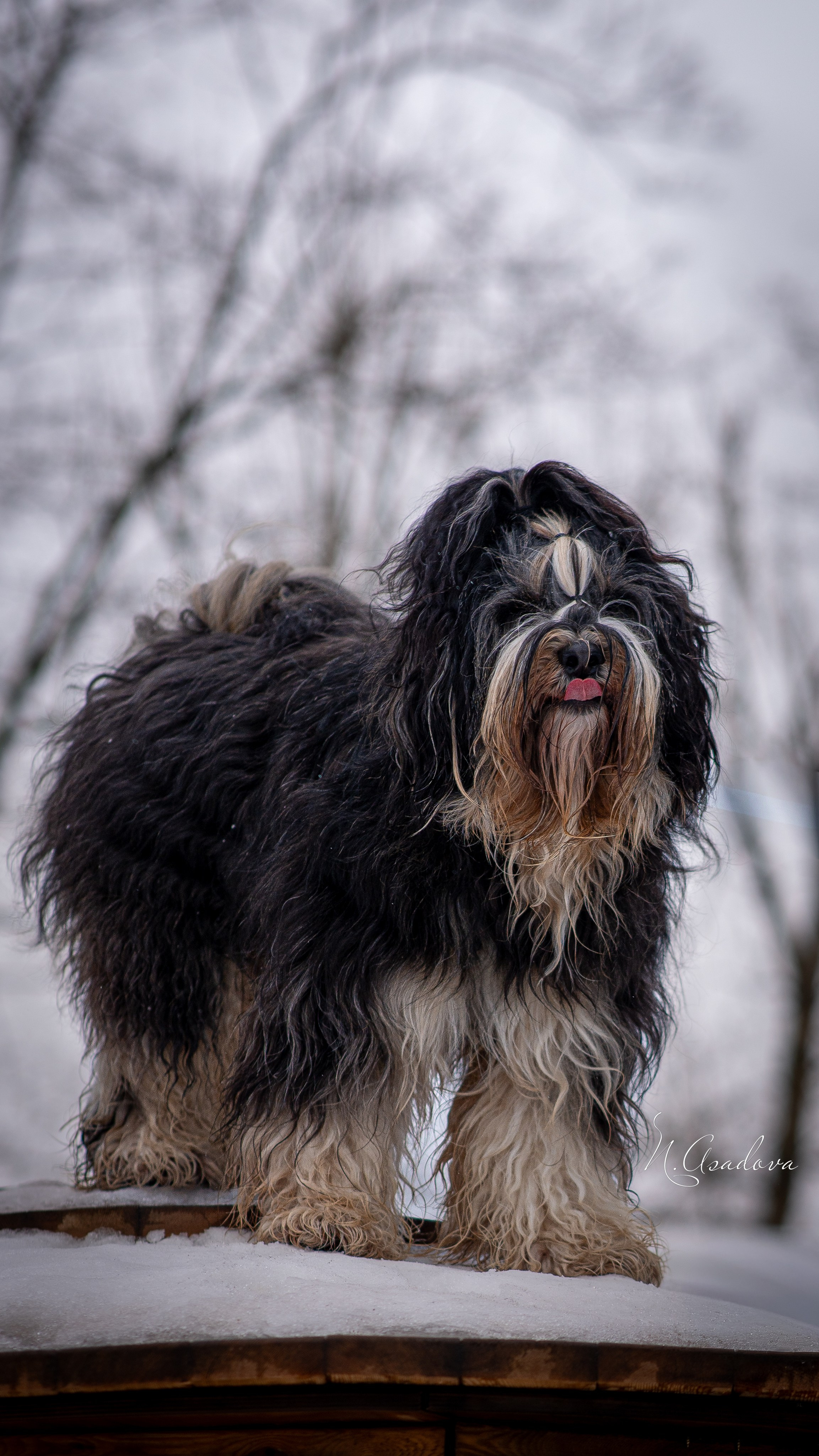 Тибетский терьер Кики. Фотограф-анималист Асадова