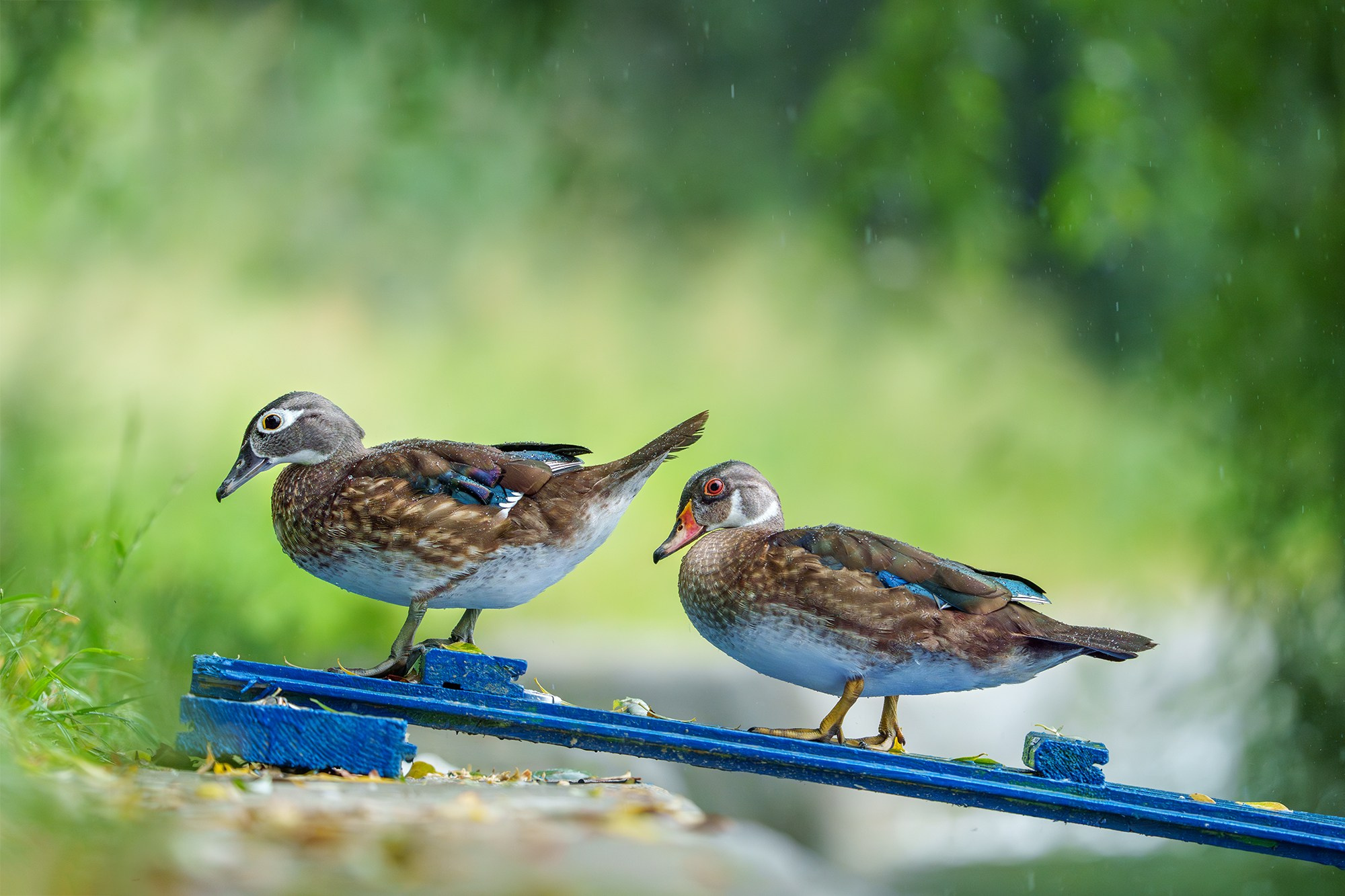 Удивительные мир птиц. Вокруг нас столько прекрасного — присмотритесь!. Ваш личный фотограф Марина Волкова