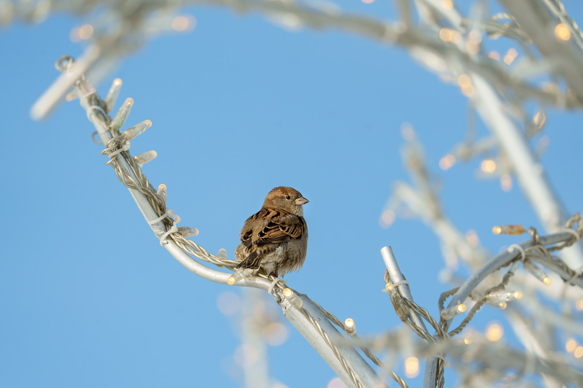 Удивительные мир птиц. Вокруг нас столько прекрасного — присмотритесь!. Ваш личный фотограф Марина Волкова