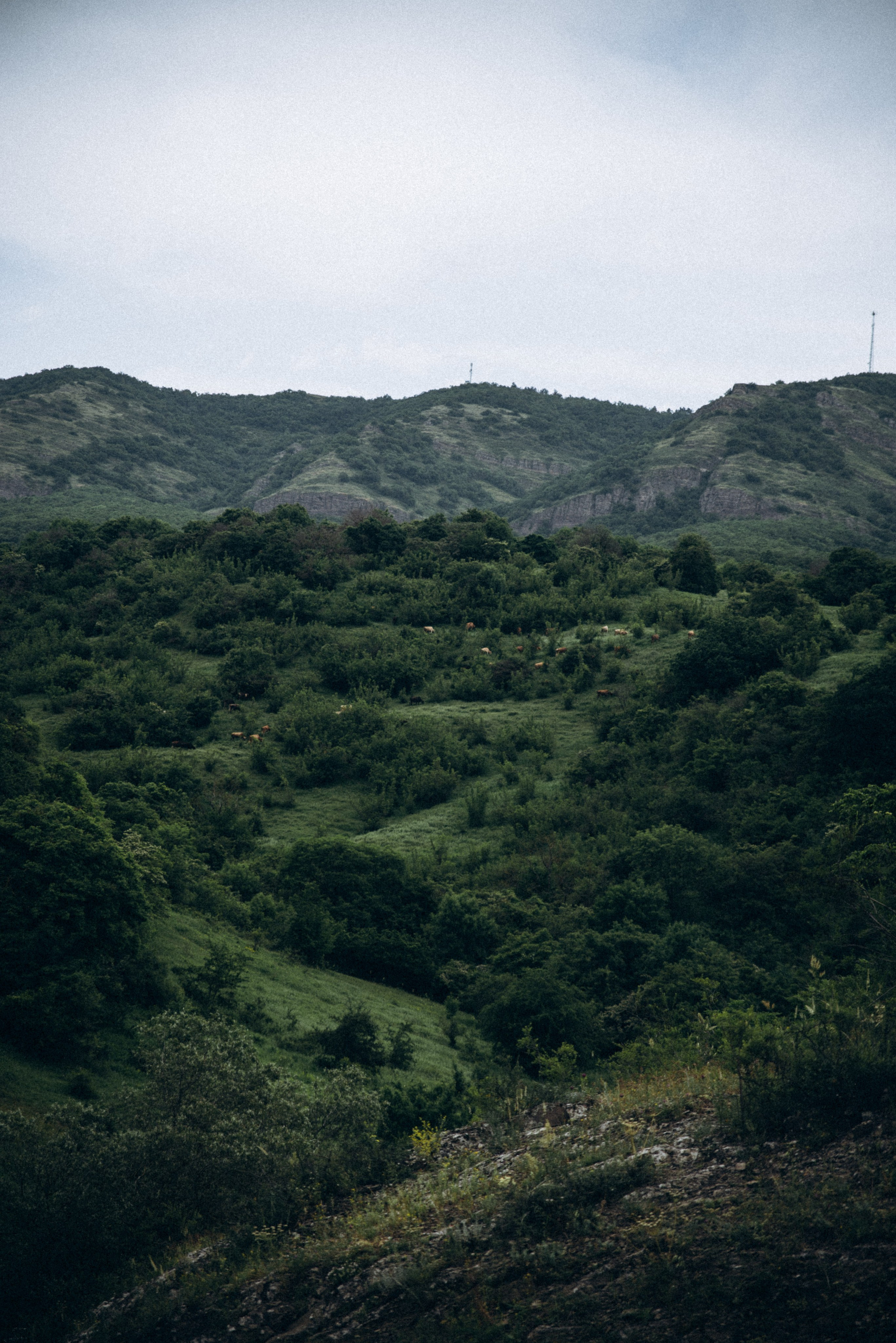 Коджори, Грузия 🇬🇪 «Honey Trip». Anita_photo