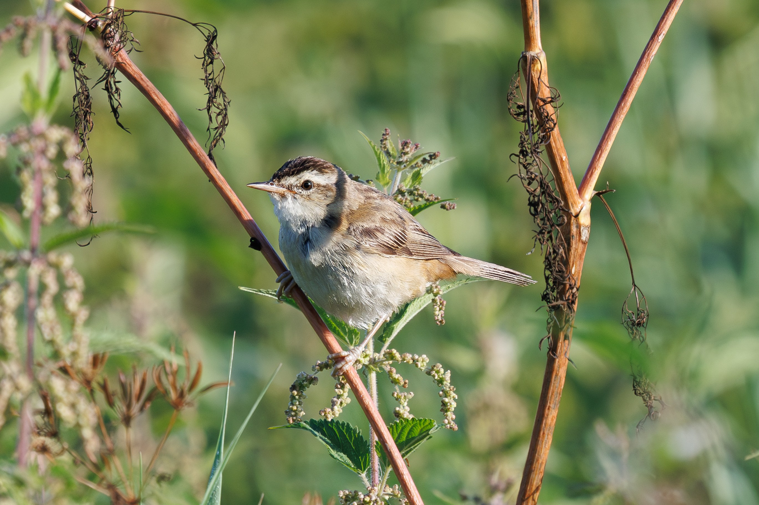 Птицы Москворецкого пойменного заказника. Птицы парков г. Люберцы