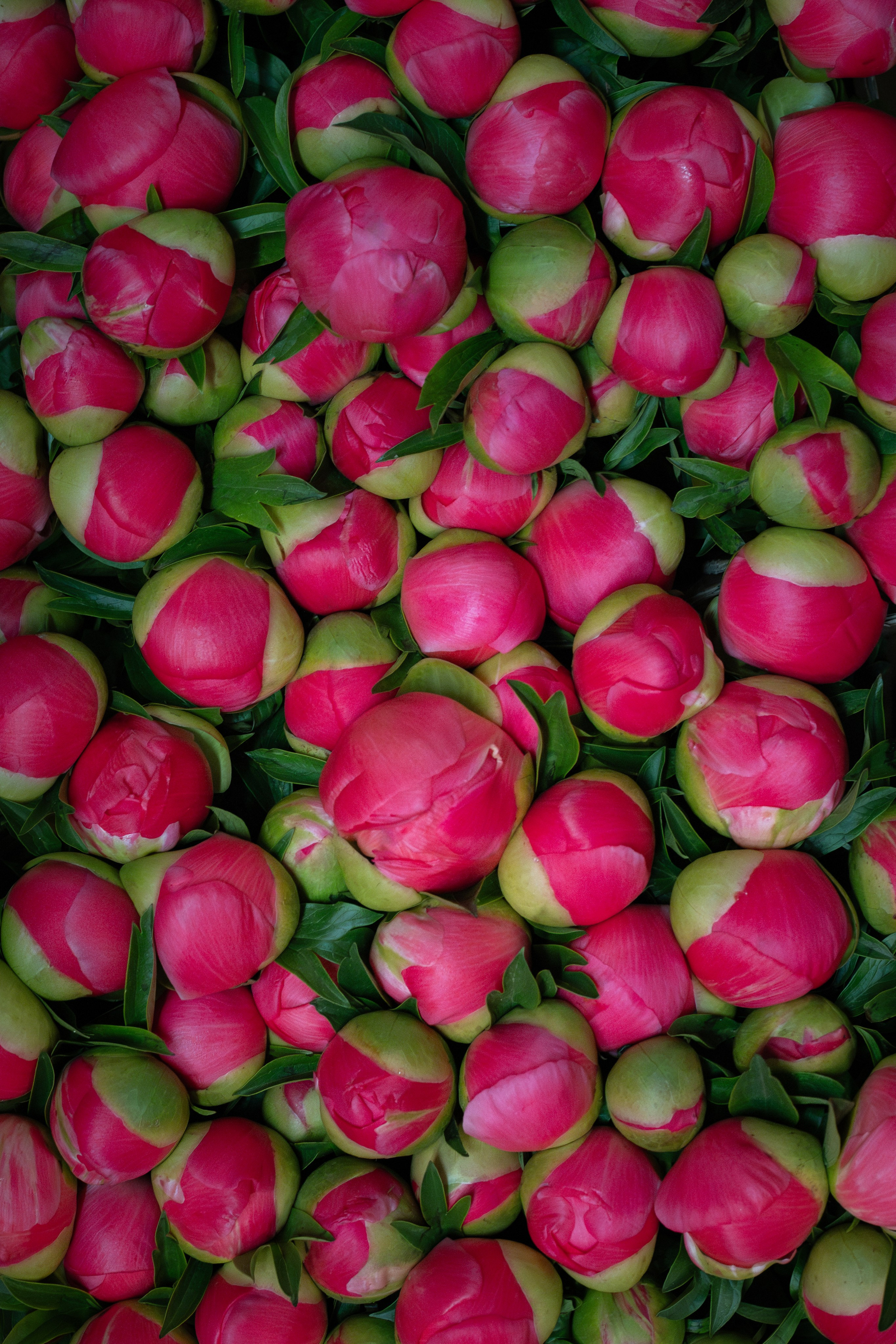 Flower warehouse. Фотограф Дарья Карпенко