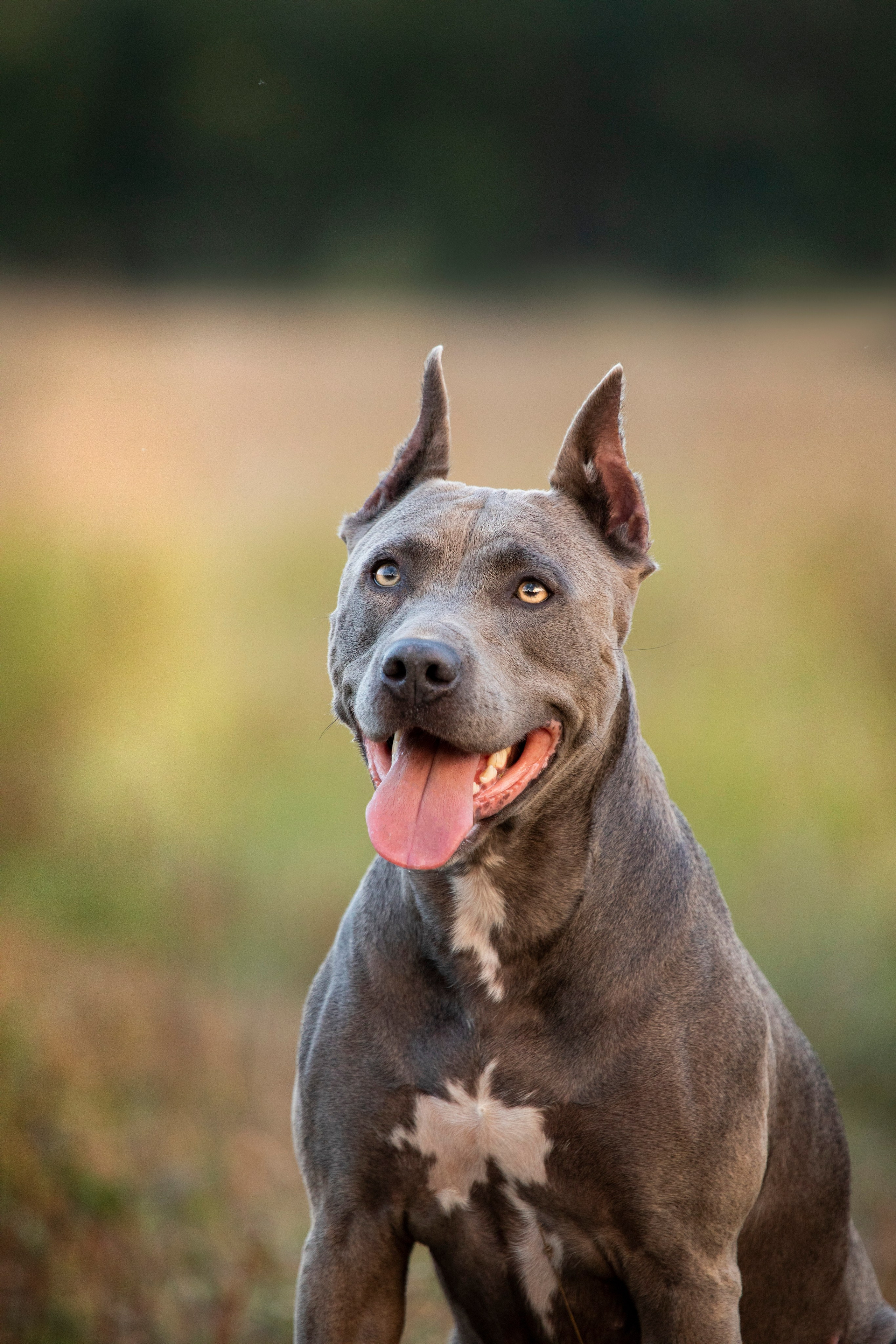 Прогулочные фотосъёмки лес, поле. Фотограф-анималист Павлова Любовь