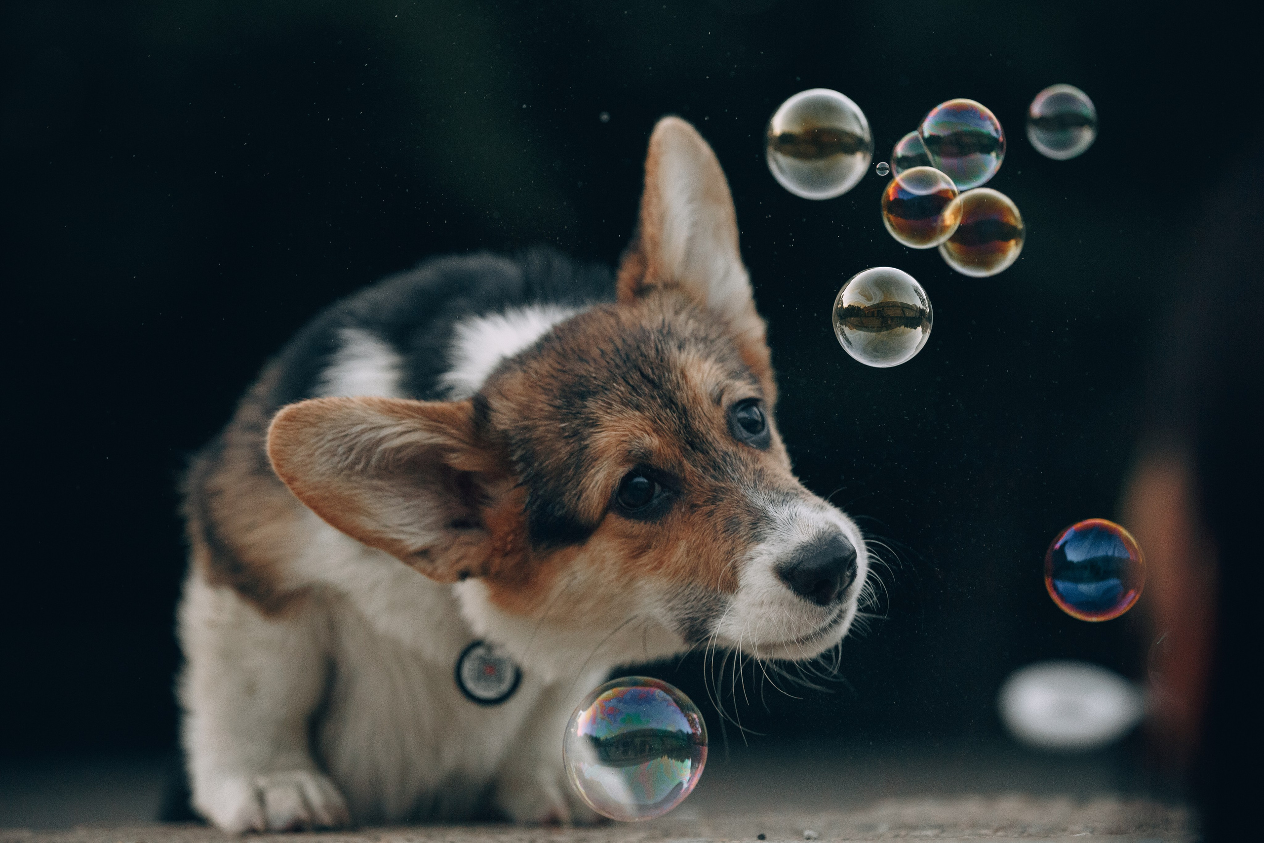 Фотограф анималист Кристина Карпова, Москва