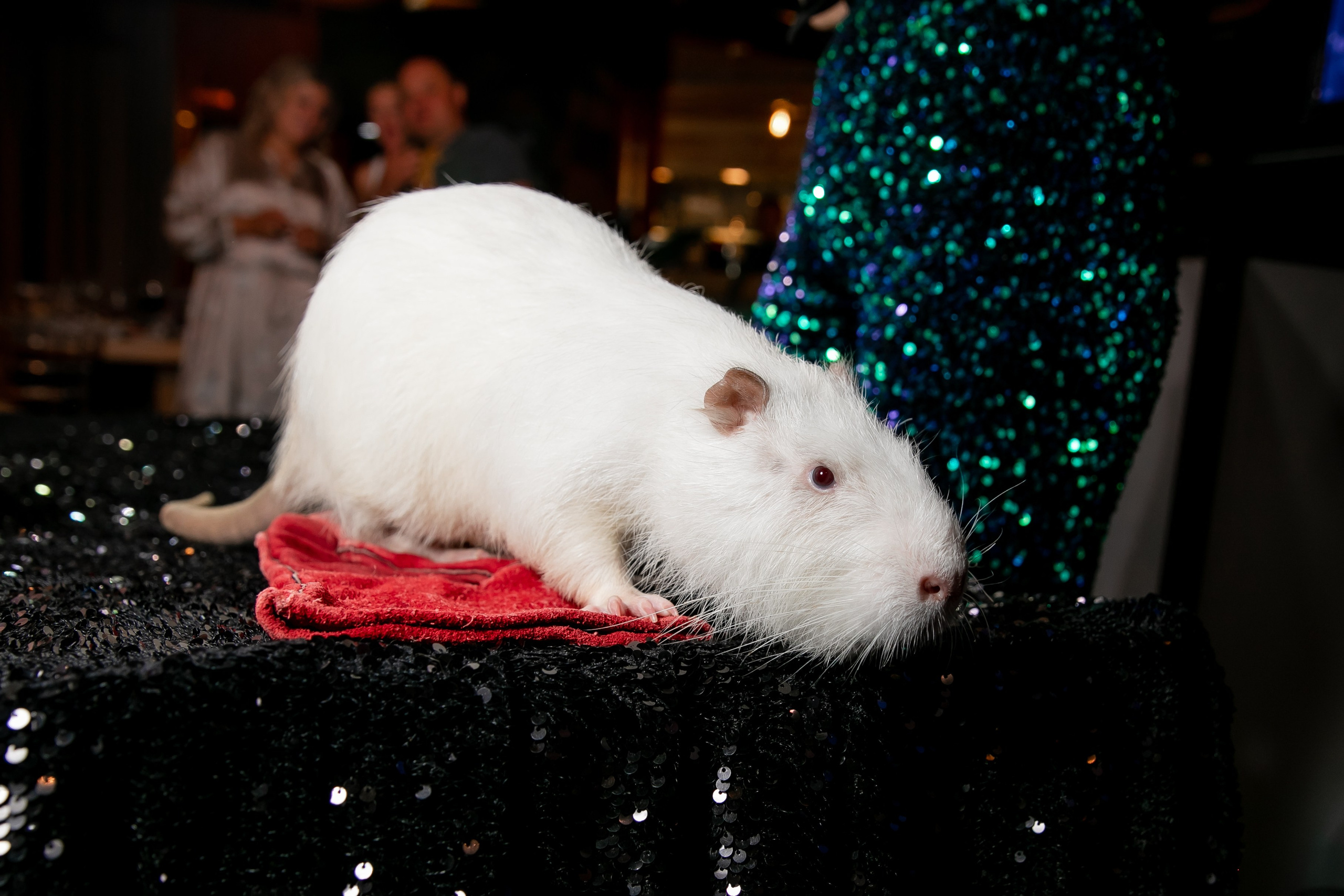 Дни рождения взрослые. Семейный фотограф в Москве