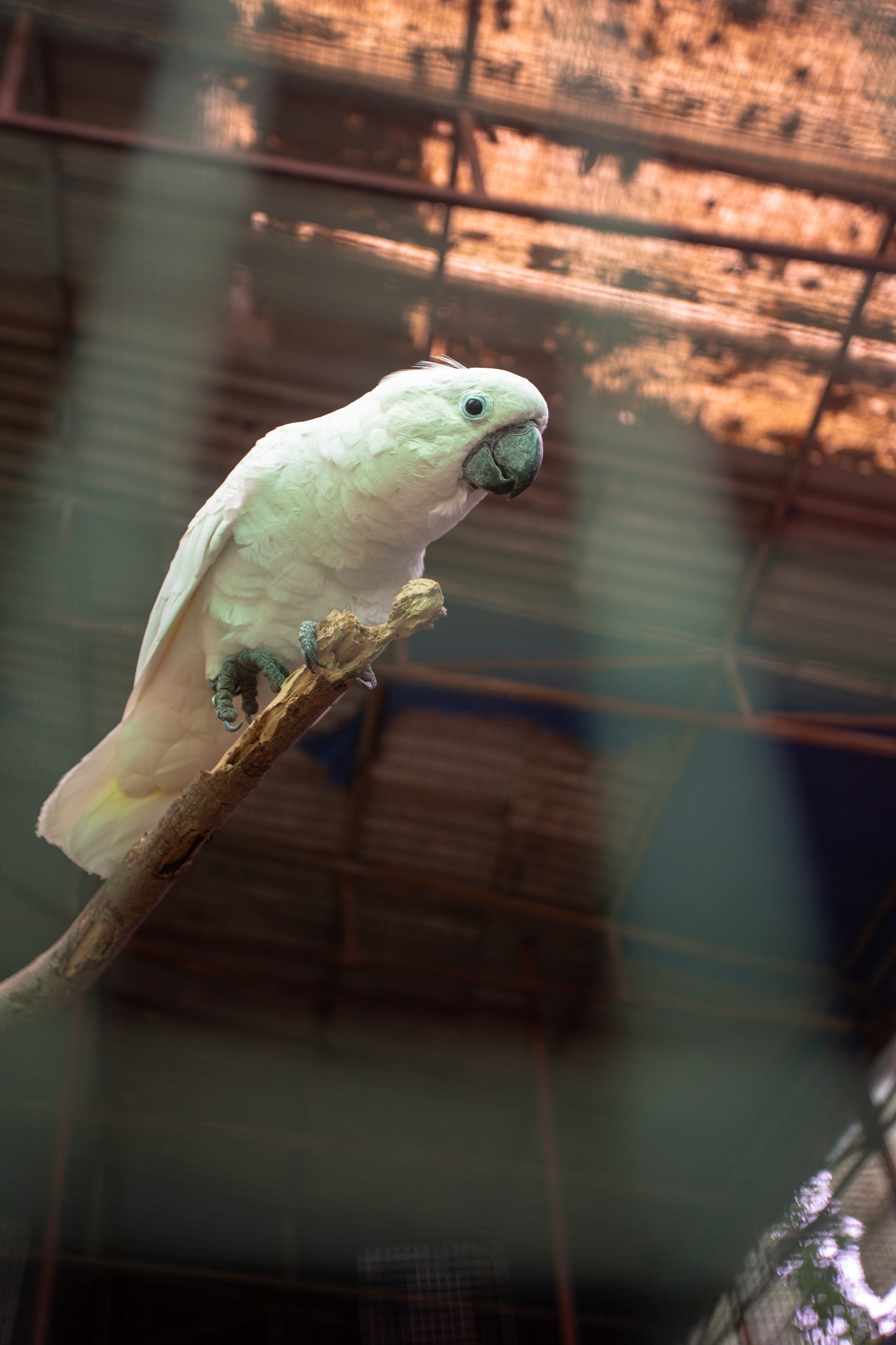 Samut Prakan Crocodile Farm & Zoo. Photographer Sonkina Tatiana (Tanya Ash)