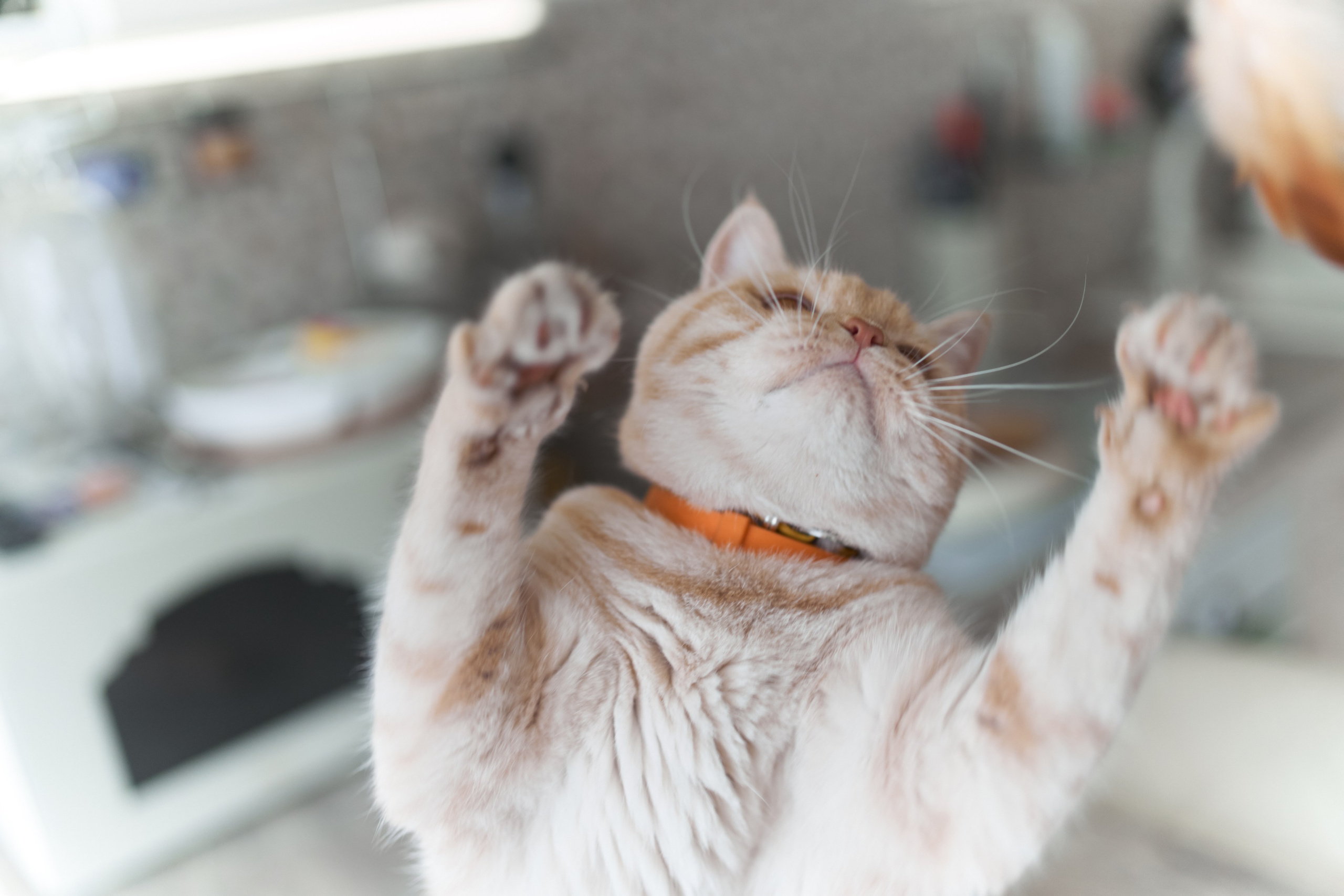 Фотосессия кота. Мужская фотосессия в СПб|Ирина Курманаева