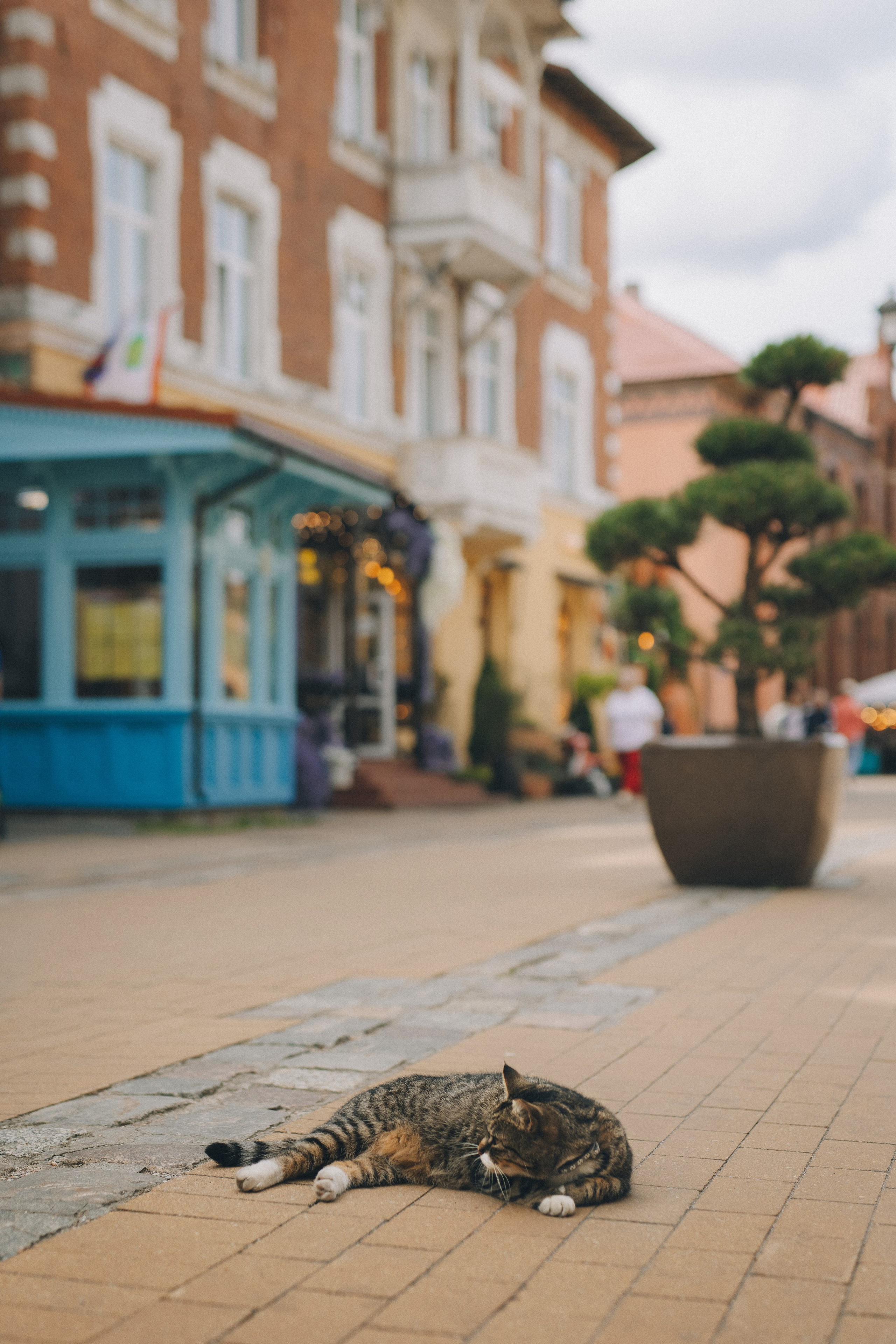 Коты Зеленоградска. Фотограф Зеленоградск Красильникова Елена