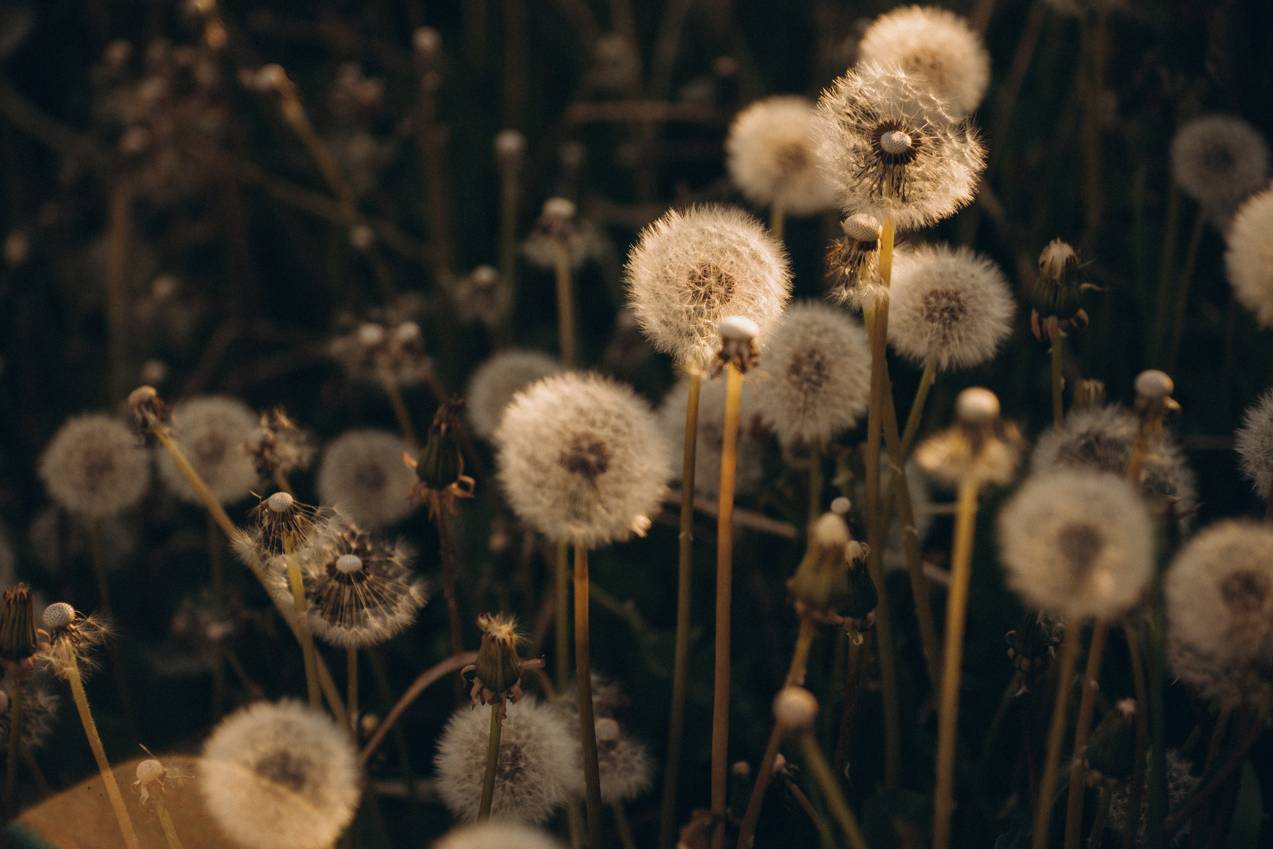 Аня. Суханова Регина Фотограф Сергиев Посад