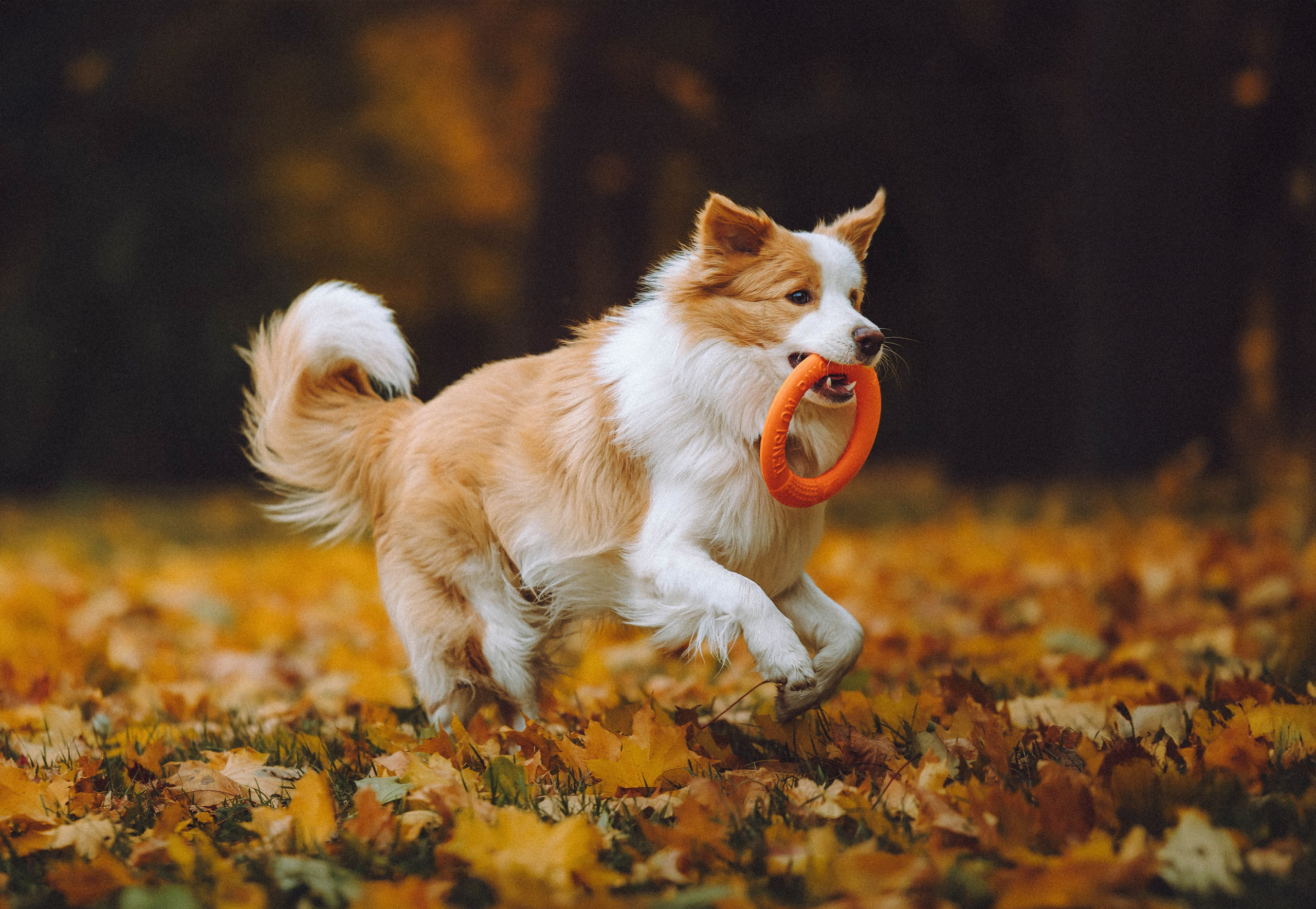 Алина, Витя и Асти