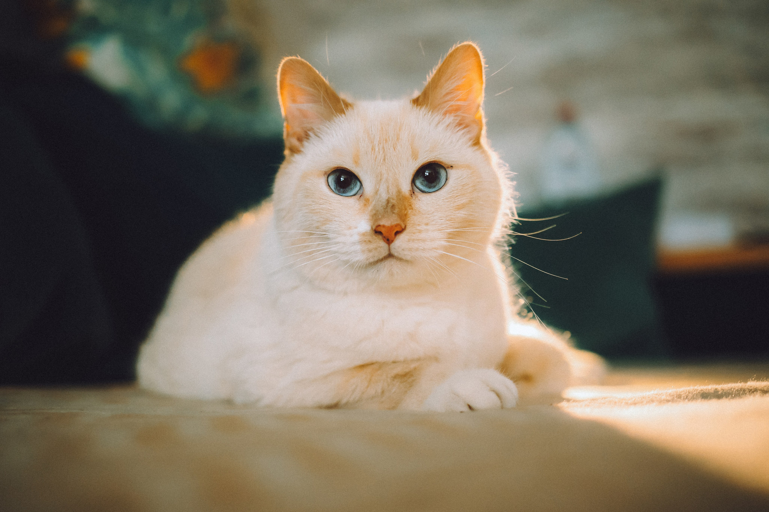 Топик и его семья