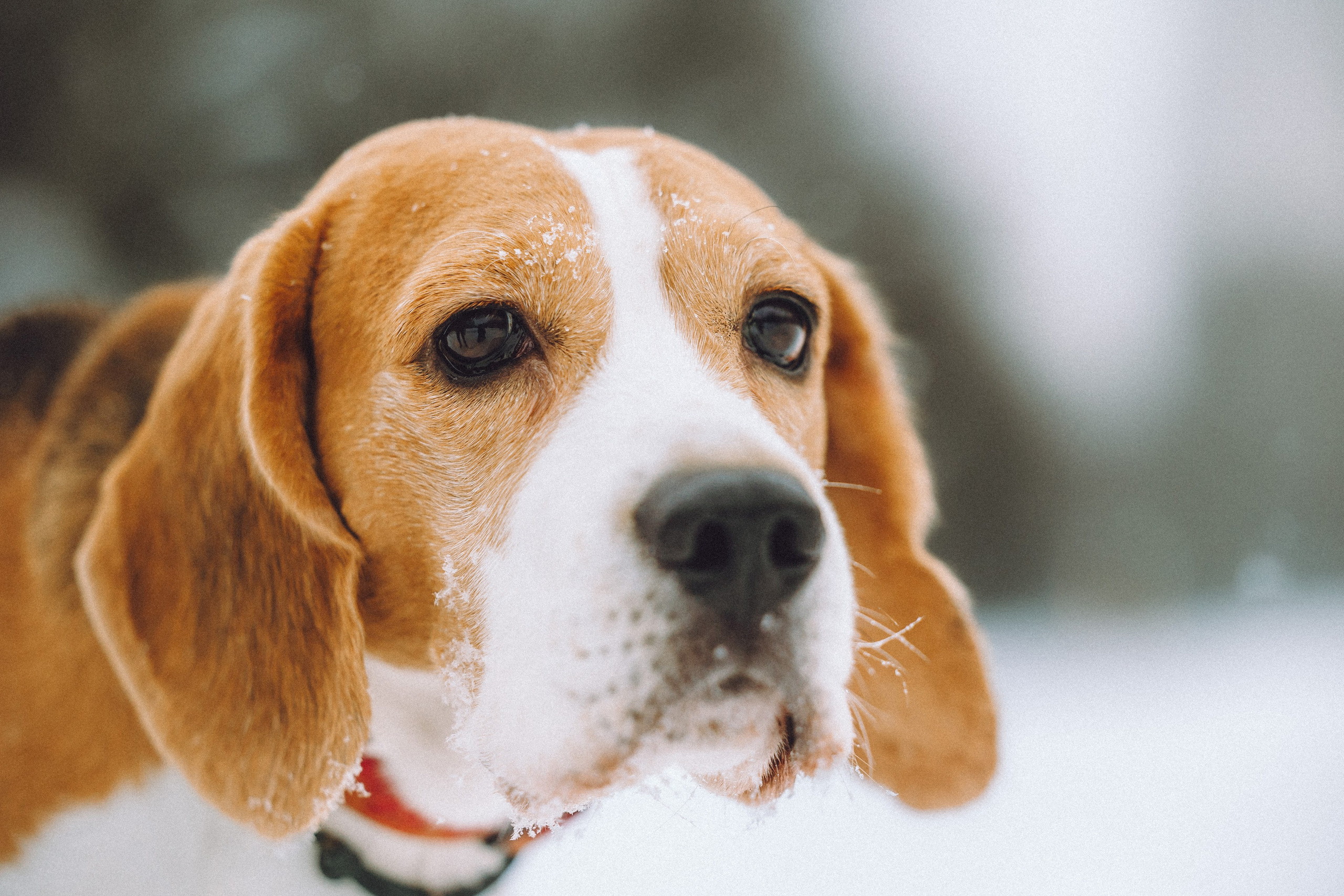 Роман, Портер и Коррес