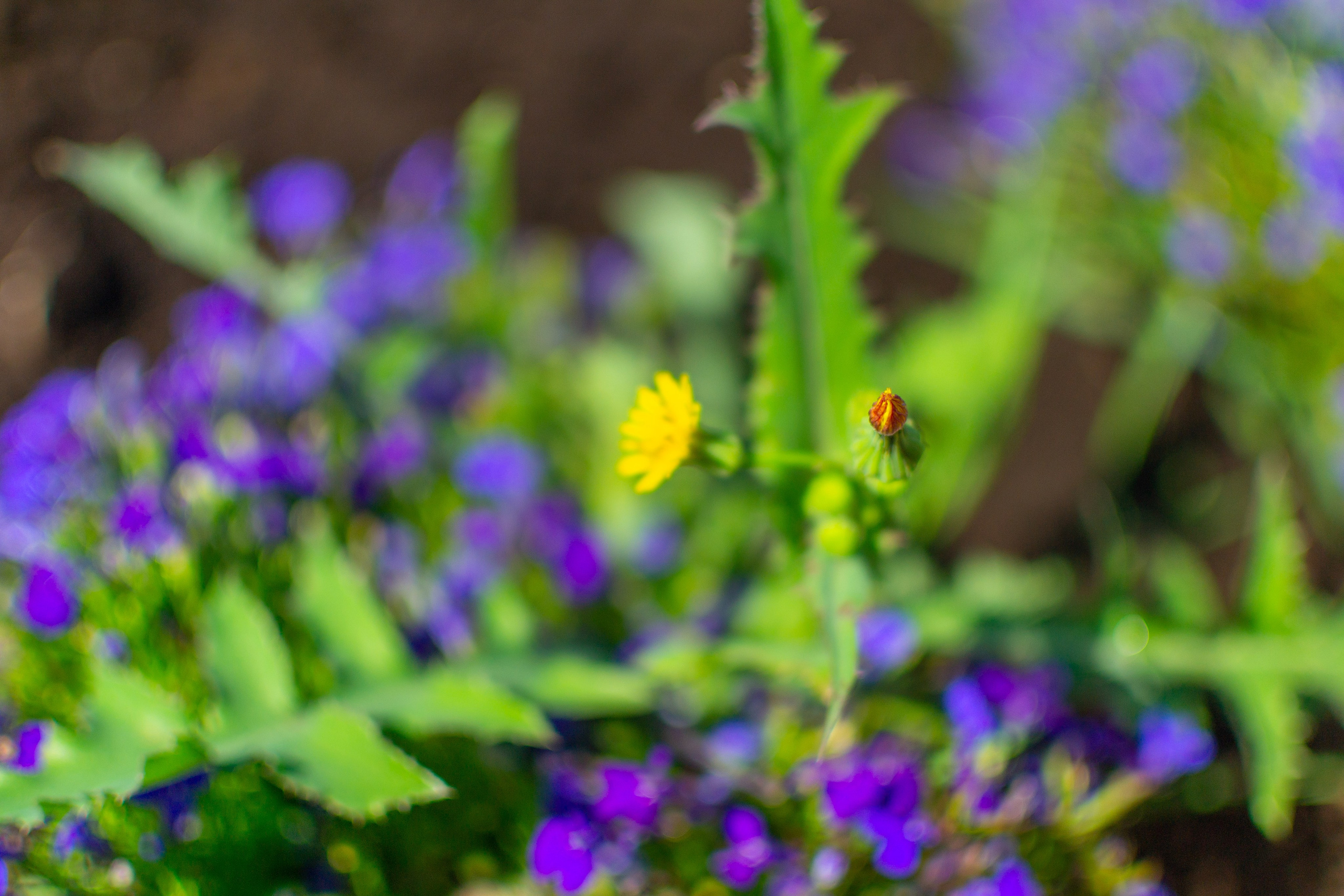 Тульская областная онкологическая больница (лето-цветы, NIKON D3100 35 мм F1,8)). Фотограф в Туле Крупский АнДРей. Фотостудия «КАДР71» в Туле