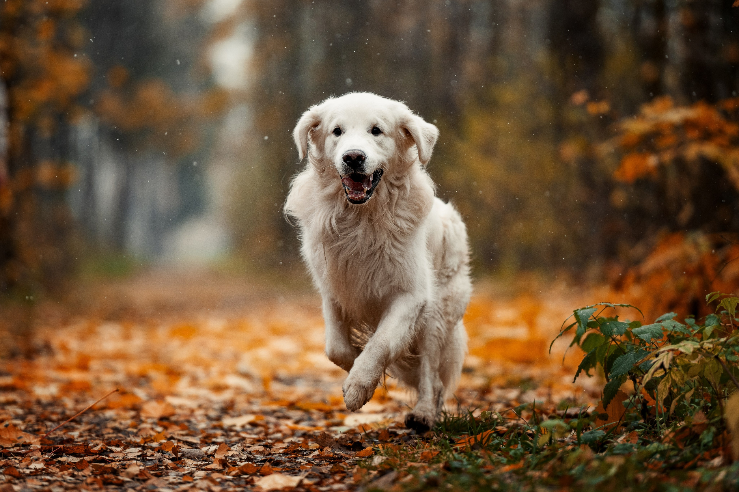 Айс и золотая осень. Фотограф-анималист