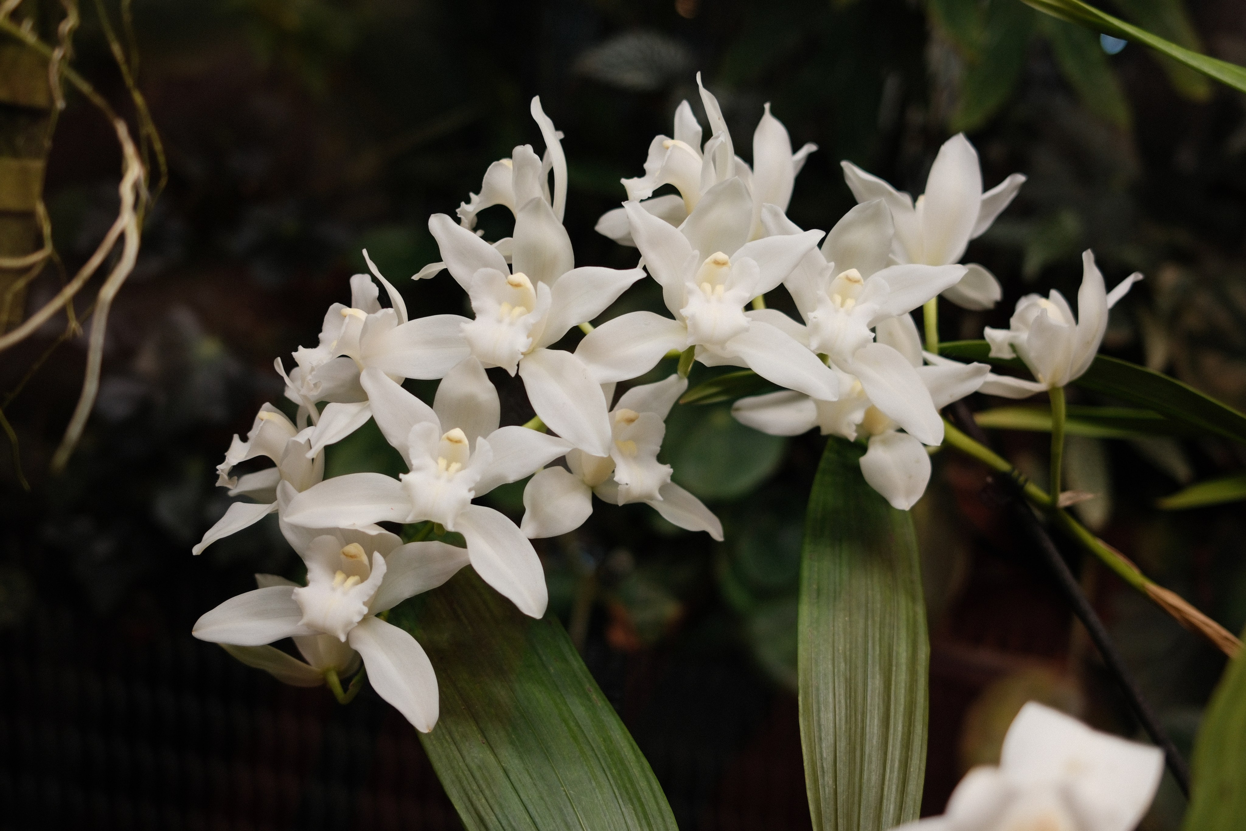 Аптекарский огород. Профессиональный фотограф в Москве Захар Ишутин