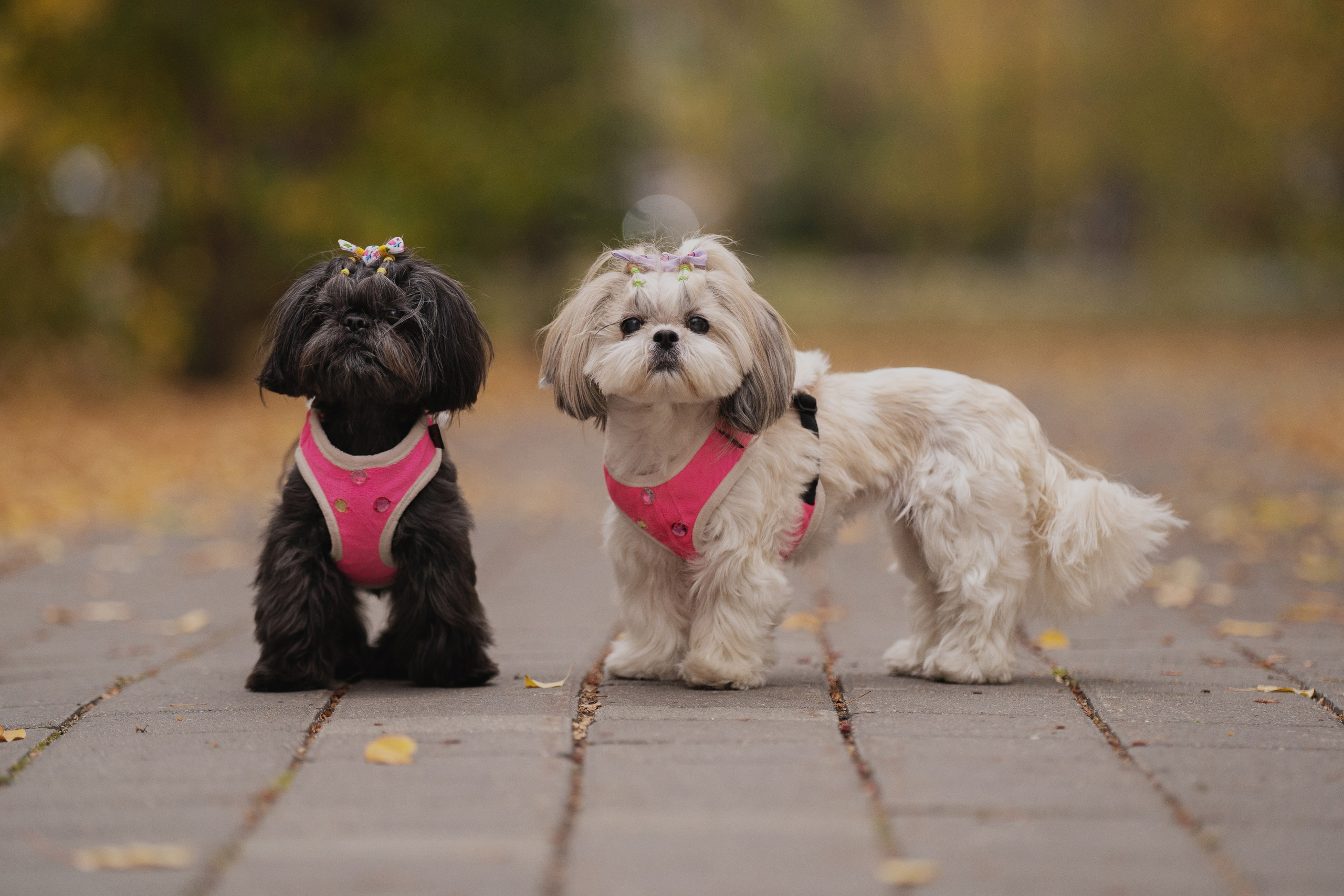 Даша, Иван и их девочки. Kameramotor74