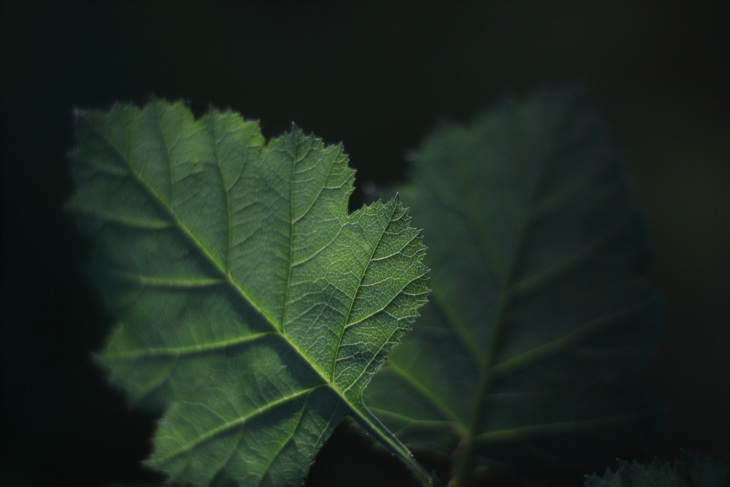 Старое природное, отбирала Katamount (Катерина Горохова). Главная