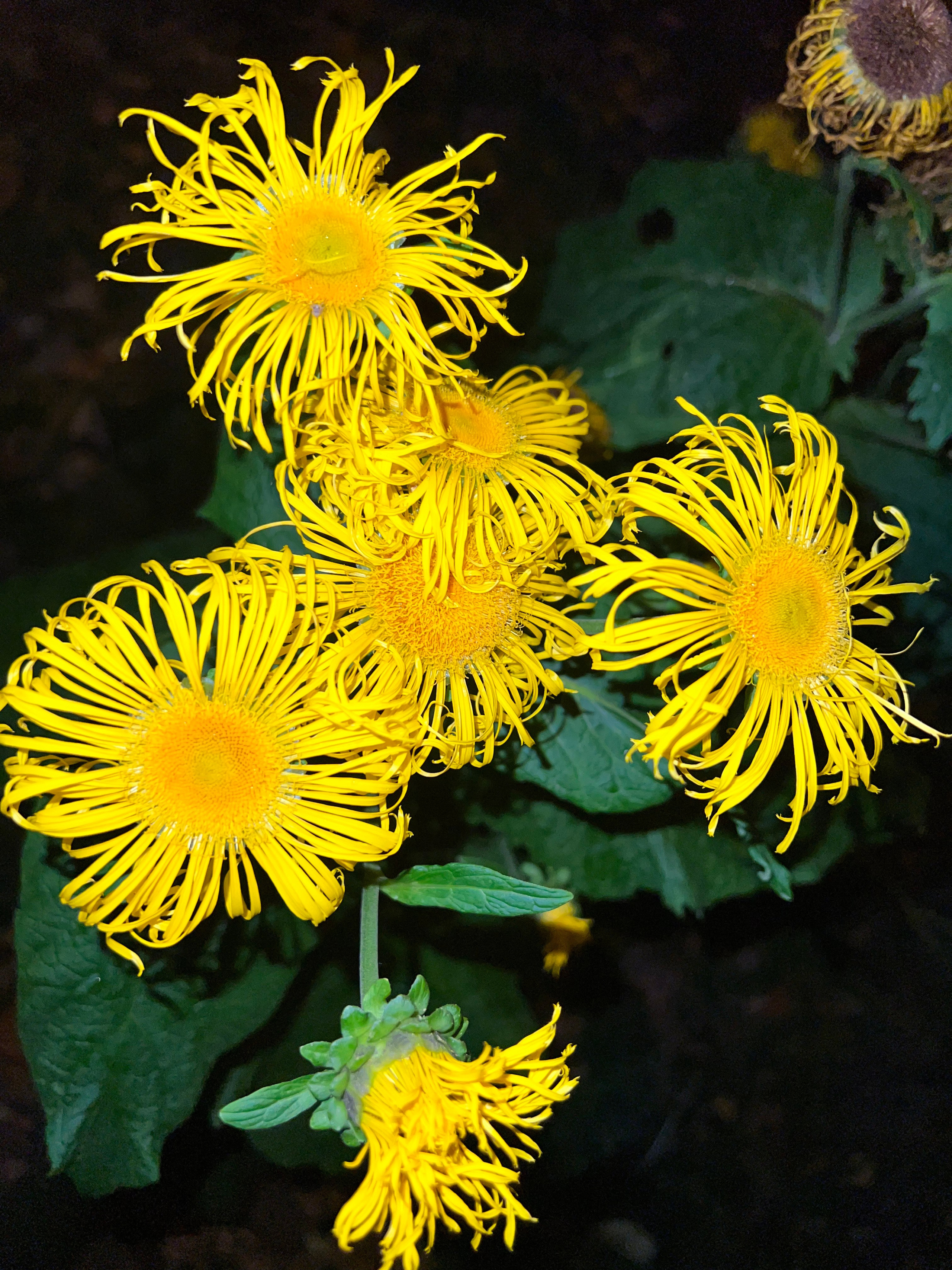 Цветы ночи. Анна Хвалина